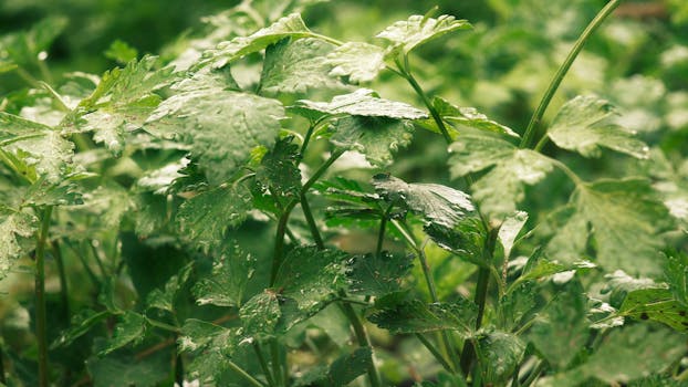 Vibrant green parsley plants with dew droplets in a lush garden setting.