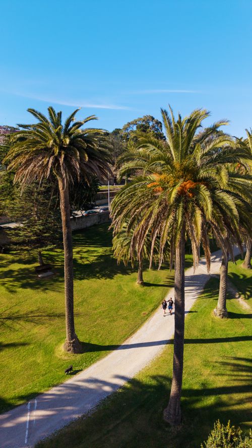 Free Aerial perspective of palm trees lining a sunny pathway in a lush green park. Stock Photo
