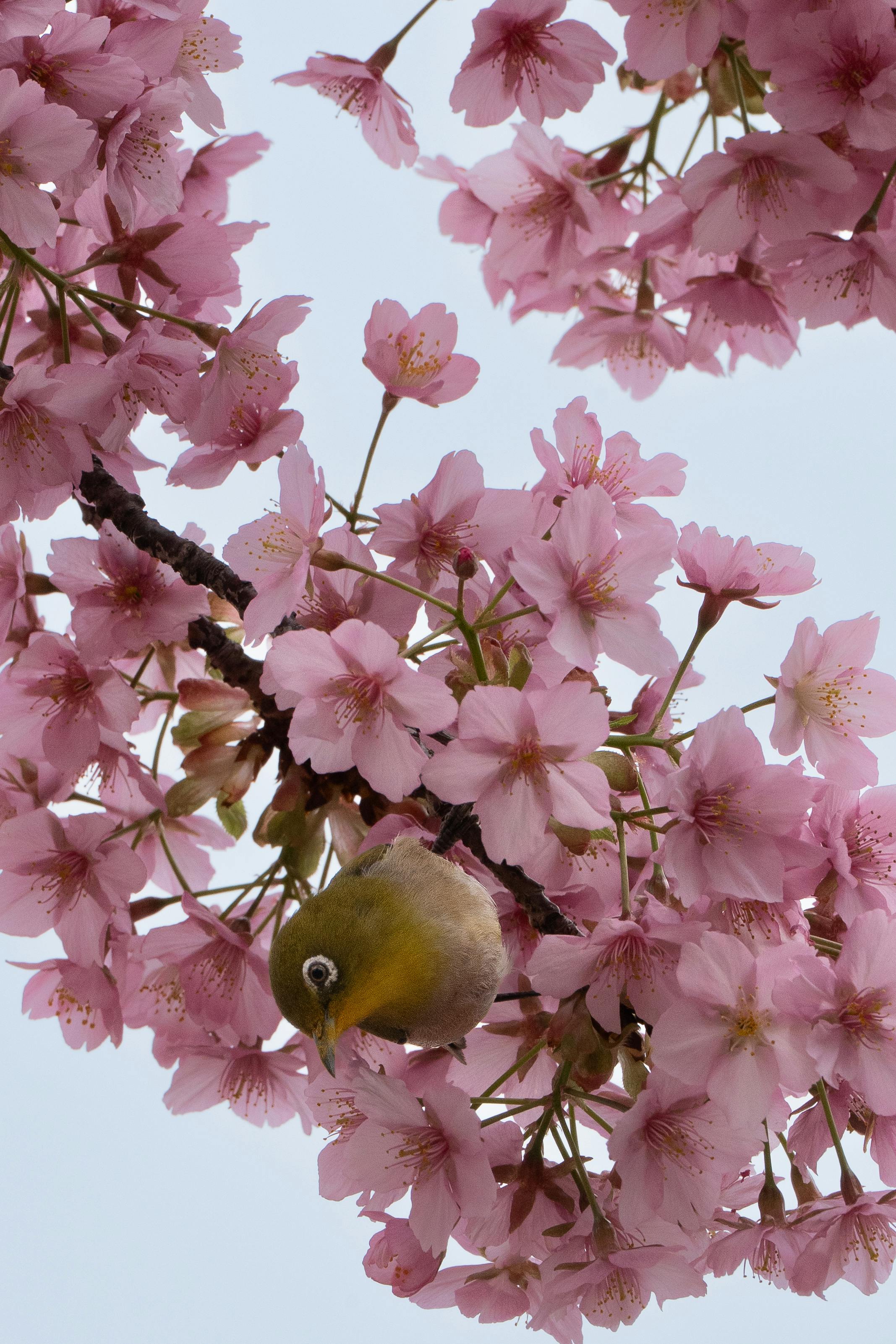 無料 東京の春の日に、メジロが桜の間に止まっています。 写真素材
