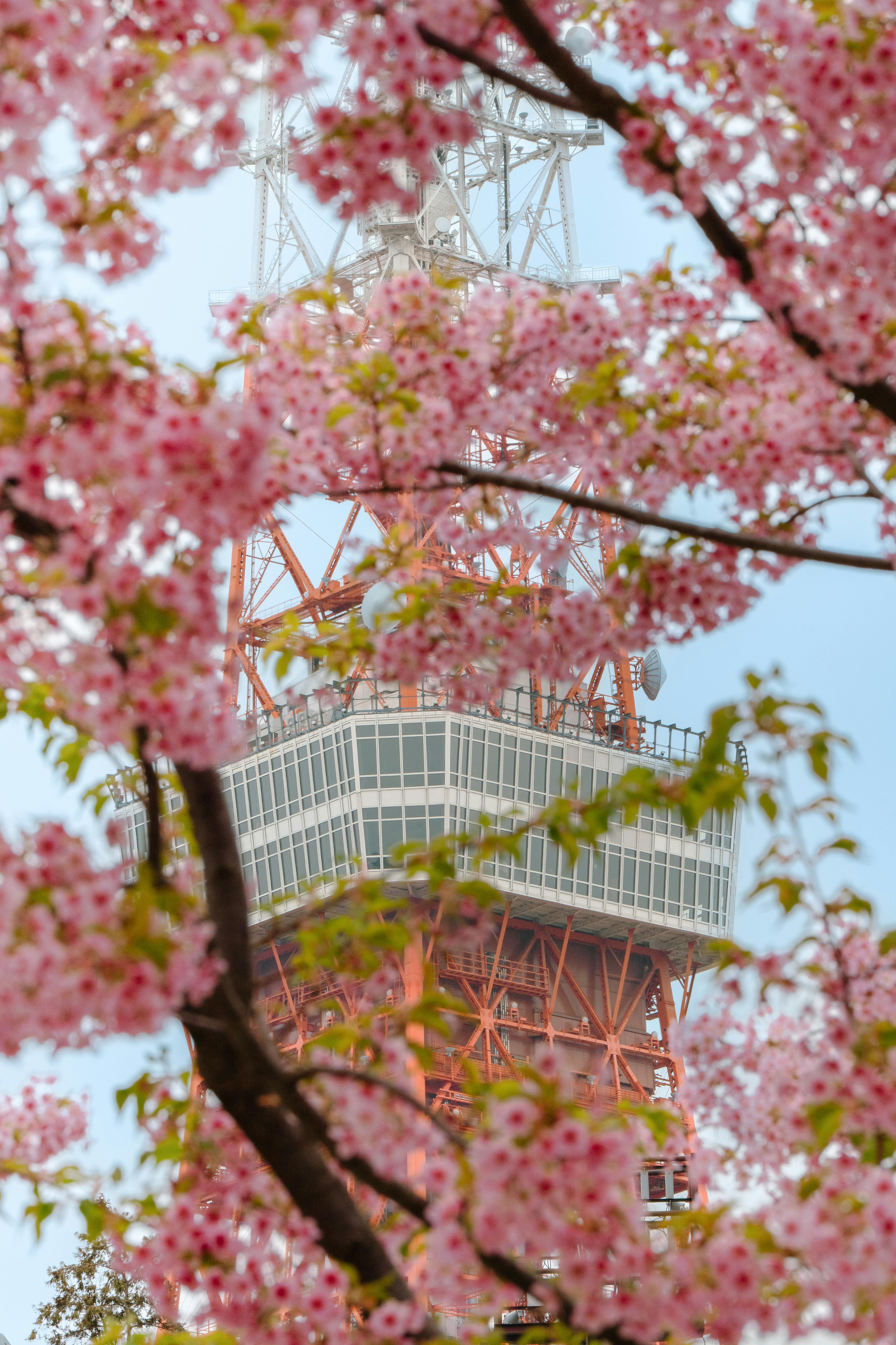 無料 @アウトドア, アウトドア撮影, アジアの無料の写真素材 写真素材