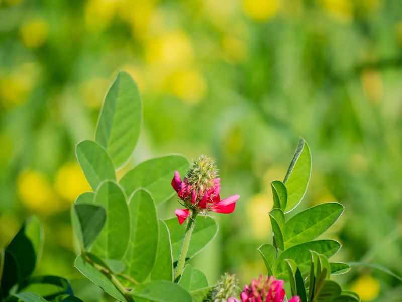 Red Clover (Trifolium pratense)