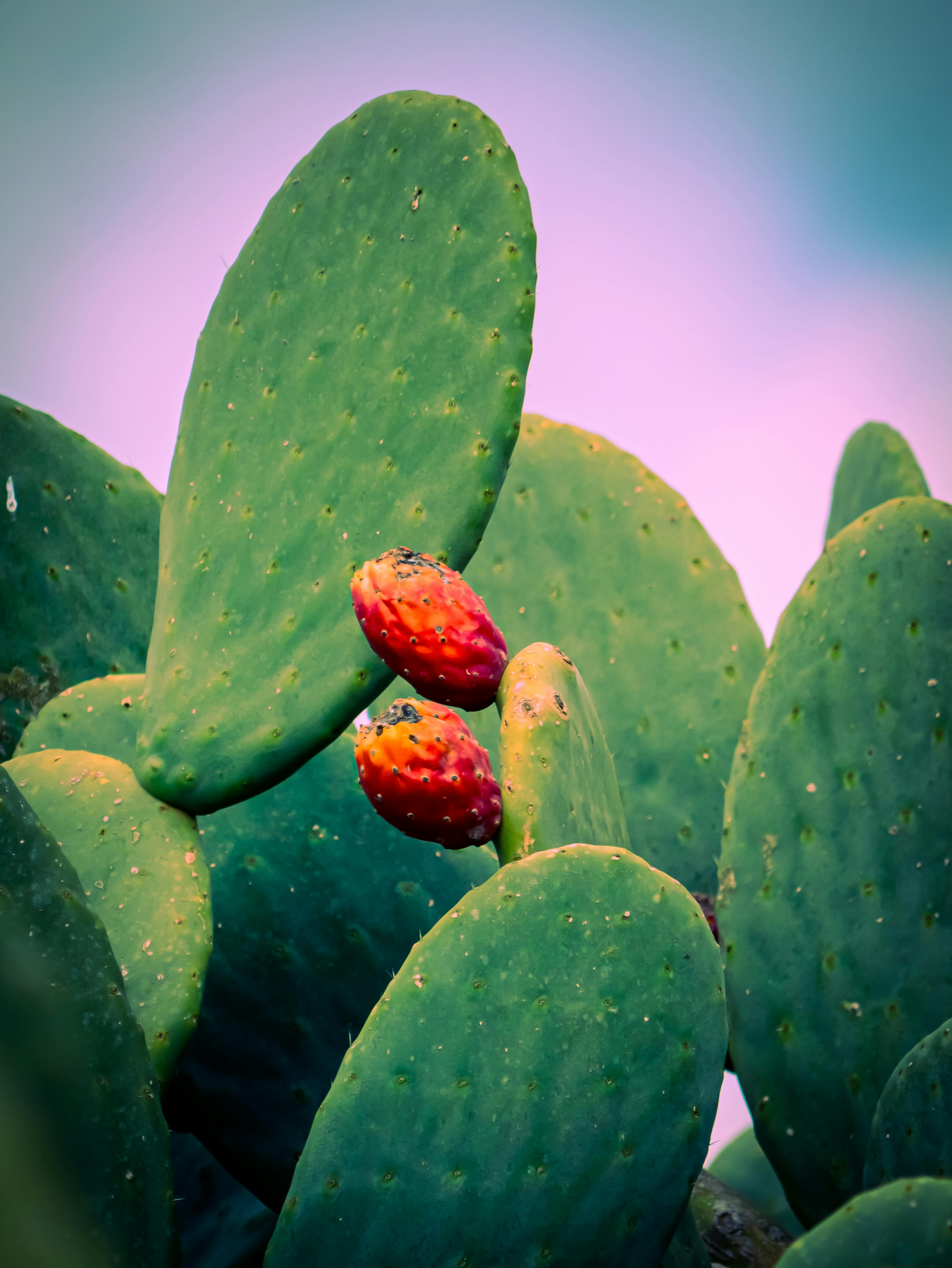 無料 鮮やかな赤い果実をつけたウチワサボテンのクローズアップ。自然の鮮やかな色彩を表現しています。 写真素材