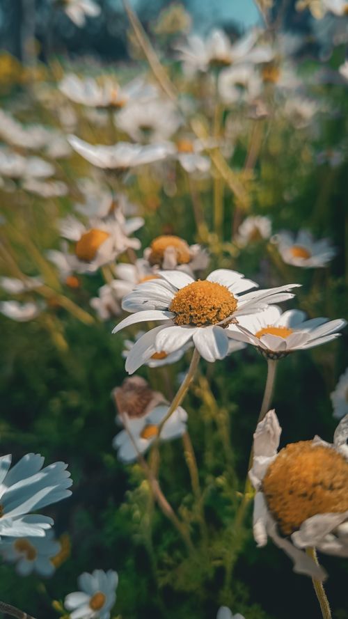 Free Vivid close-up of white daisies with yellow centers in a lush green setting, captured outdoors in natural light. Stock Photo
