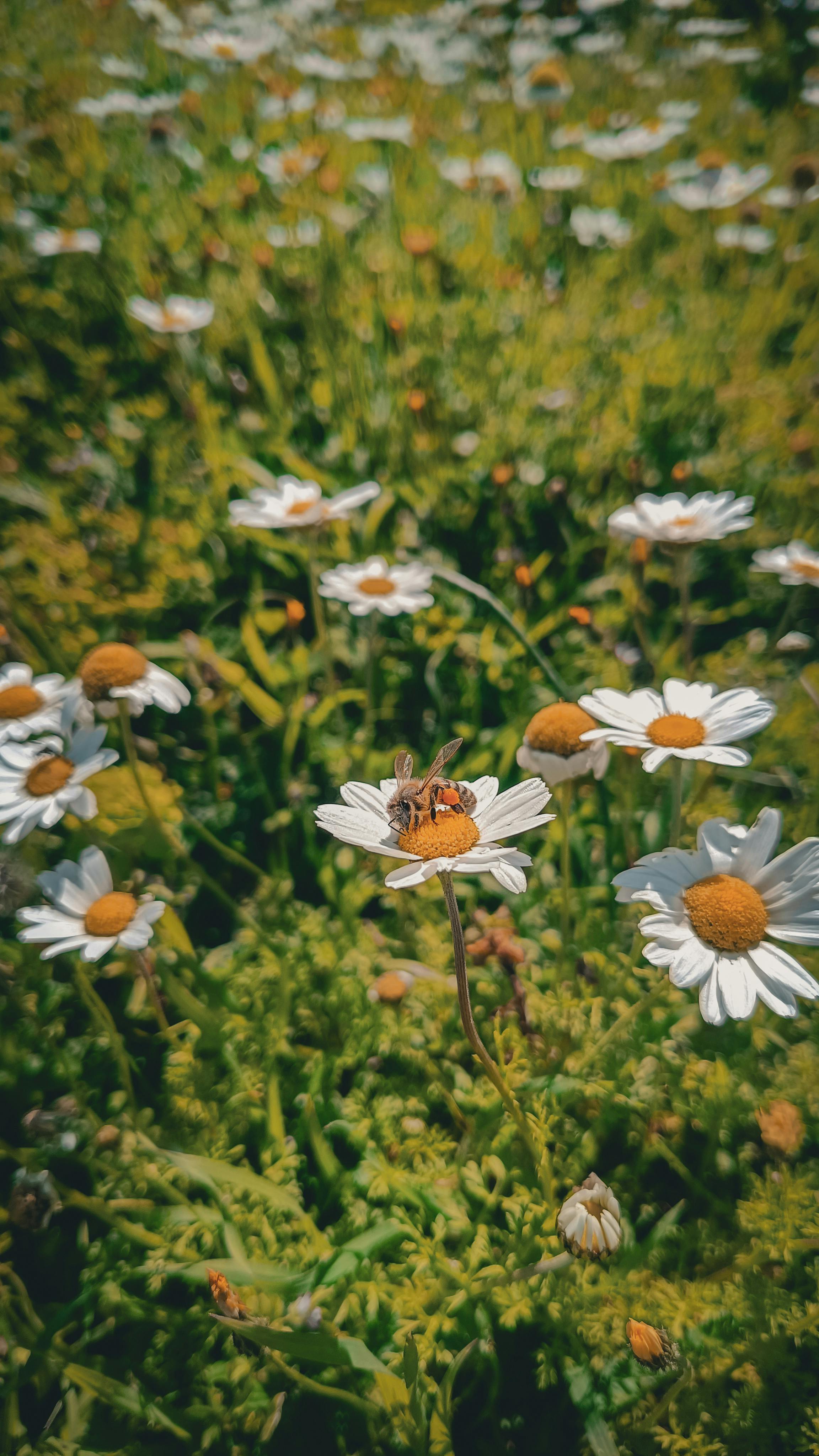 Free Close-up of bee pollinating daisy in a lush summer field. Perfect for nature lovers. Stock Photo