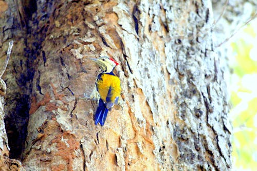 Free stock photo of centralindia, coloured, woodpecker