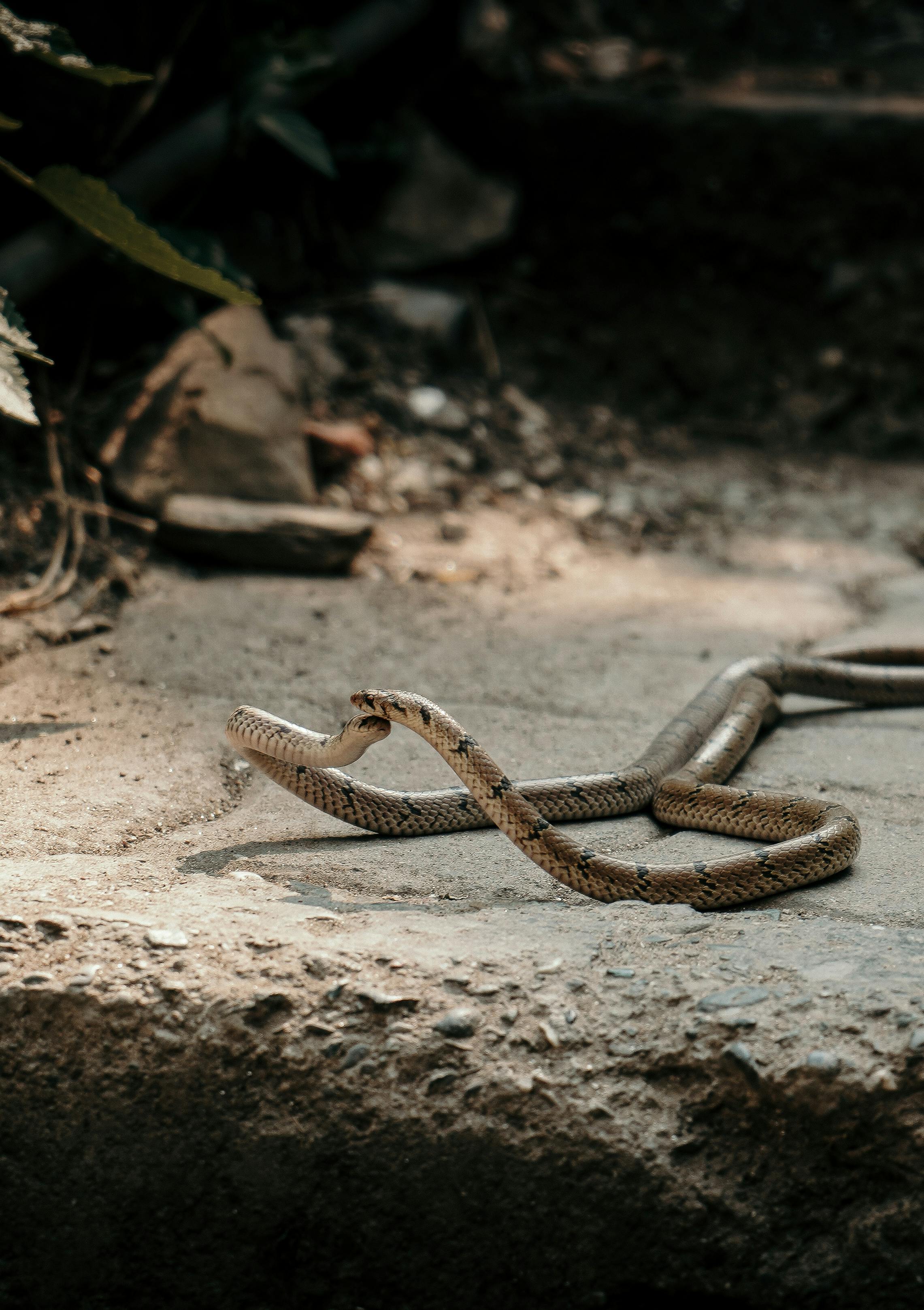 無料 アーストーン, エキゾチックな動物, エコロジーの無料の写真素材 写真素材