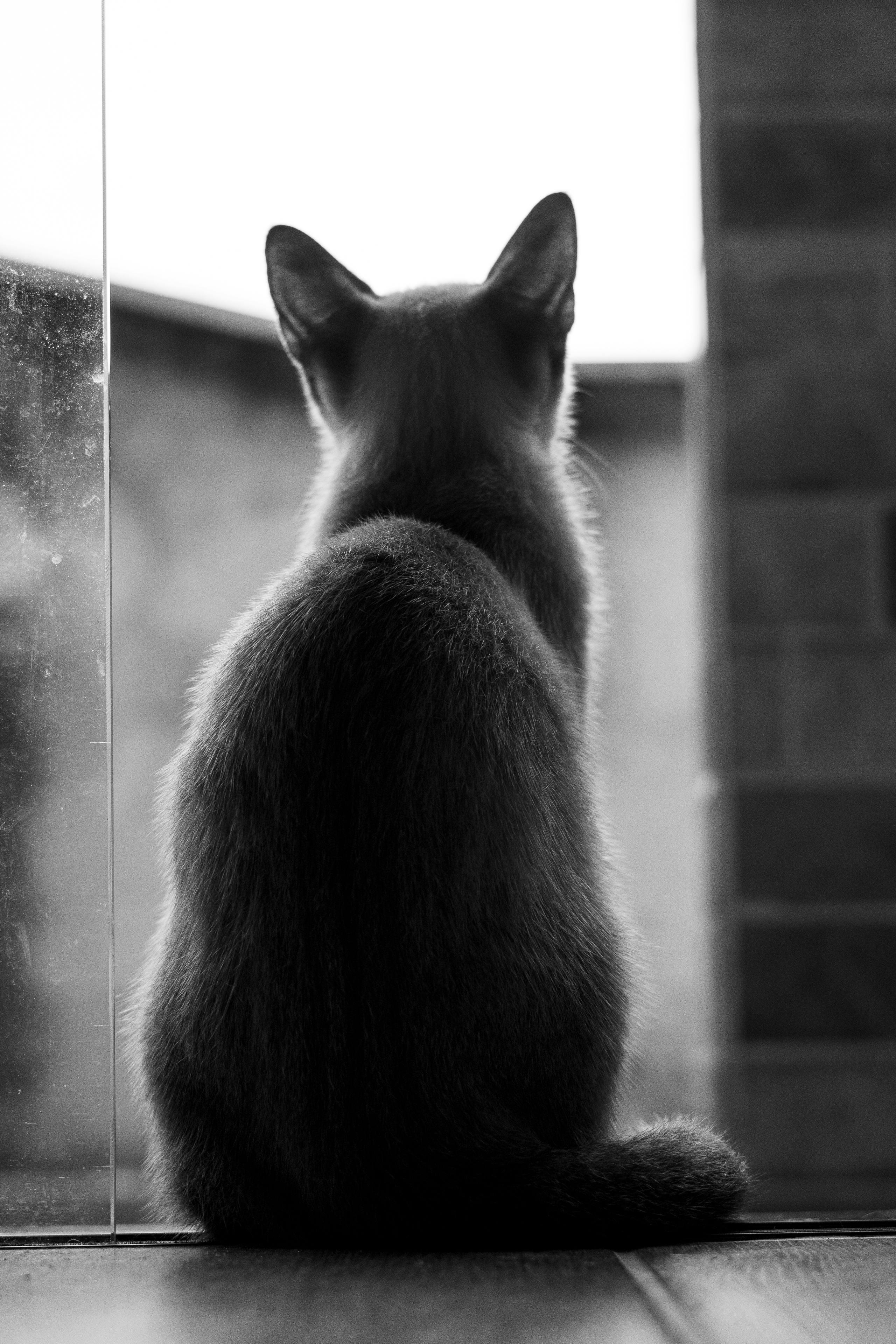 無料 室内に座ってガラスのドア越しに外を眺めている猫の芸術的な白黒写真。 写真素材