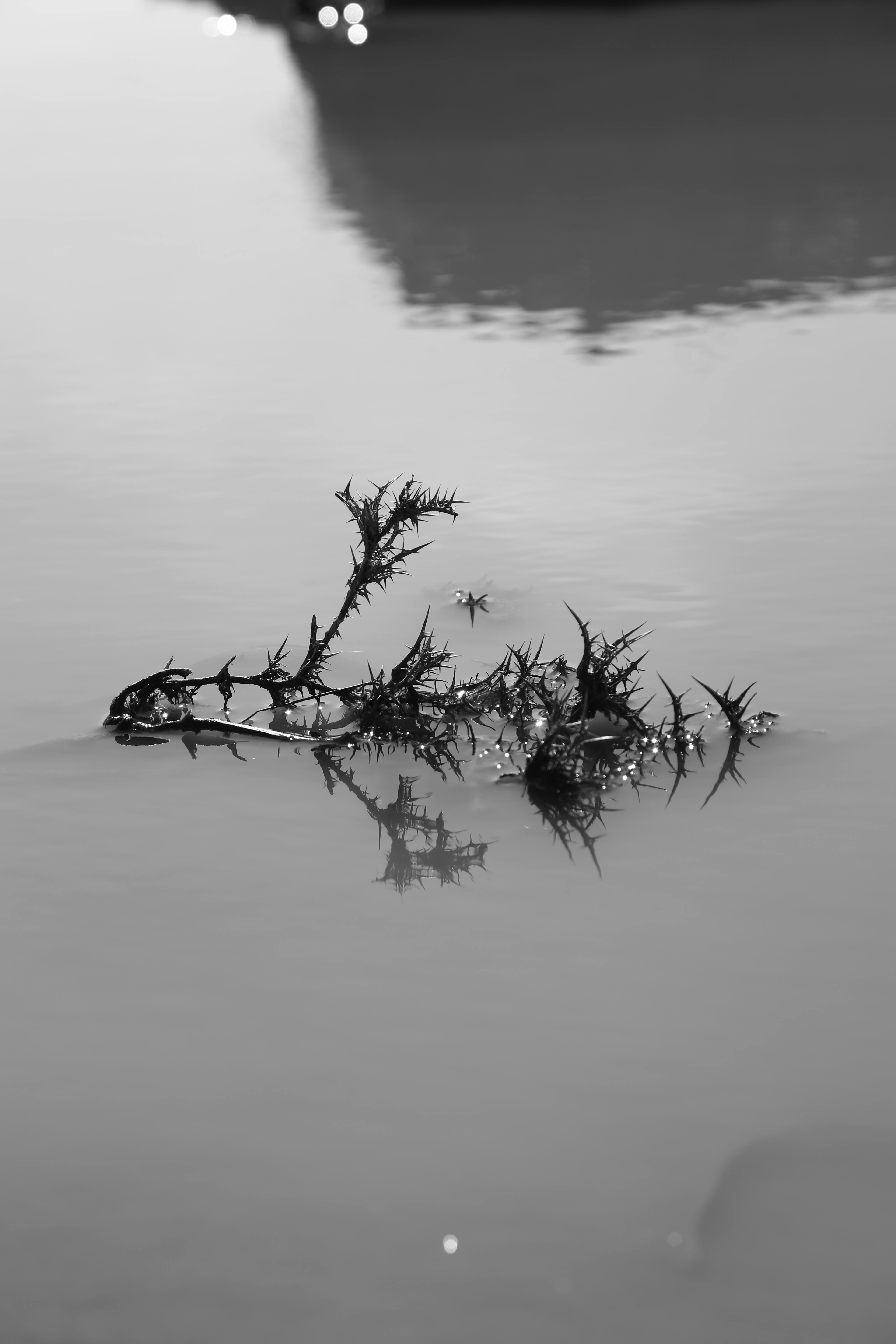 無料 インスピレーション, エレガント, コンセプチュアル写真の無料の写真素材 写真素材