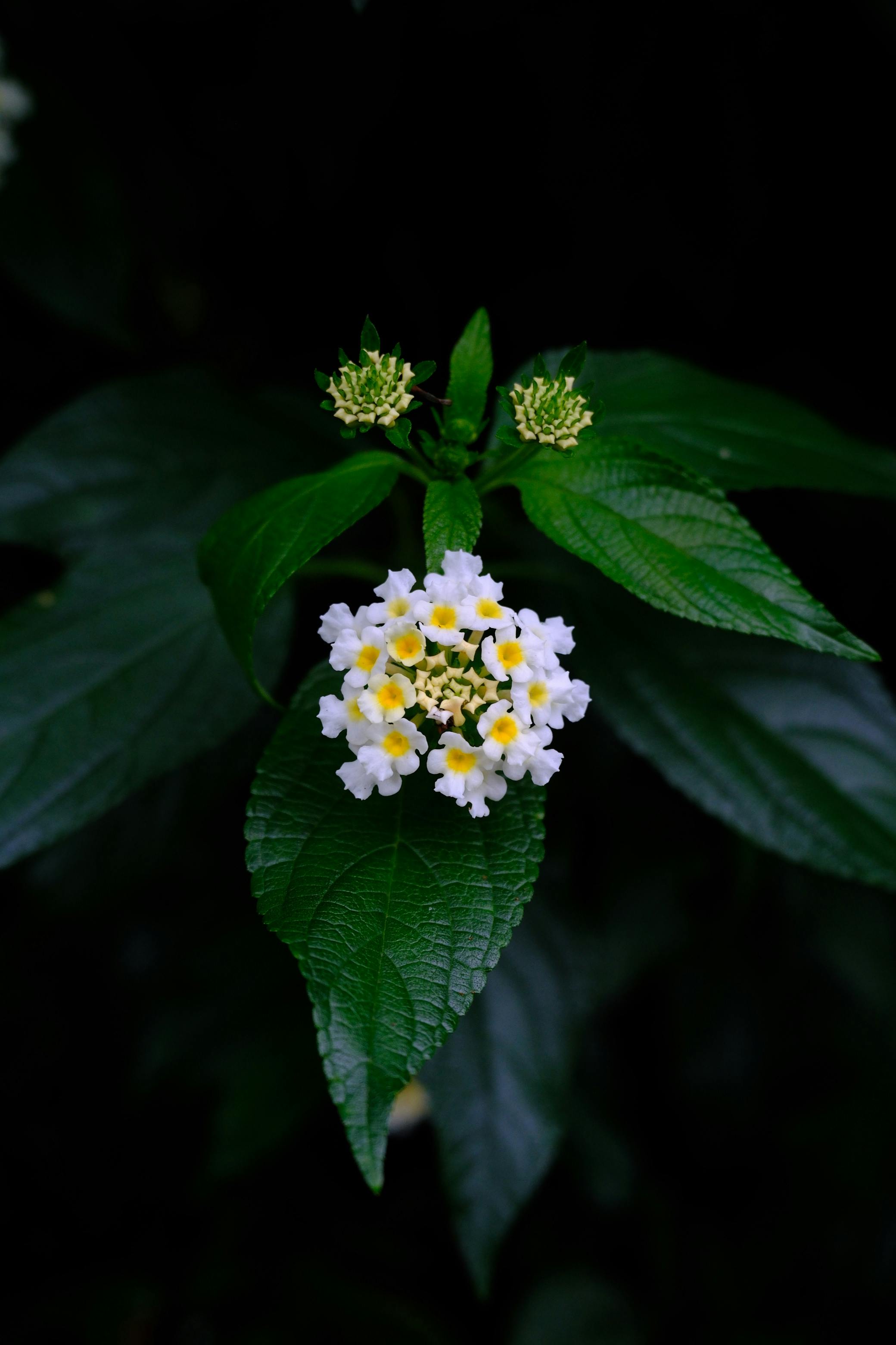 [ColoSach]-detailed-view-of-white-and-yellow-lantana-flowers-against-lush-dark-green-leaves-in-central-java.