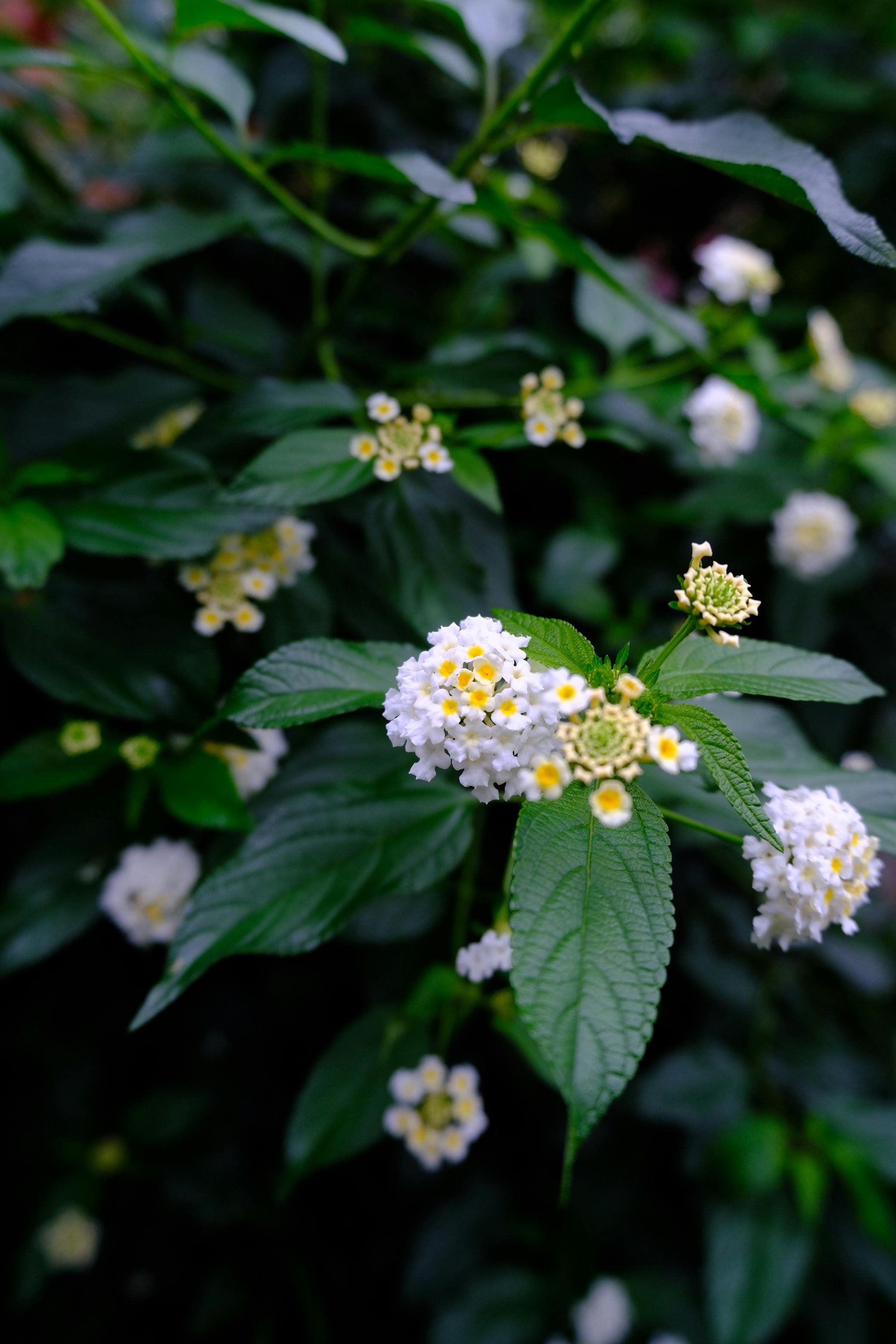 [ColoSach]-close-up-of-vibrant-lantana-flowers-in-a-lush-garden-setting,-central-java,-indonesia.