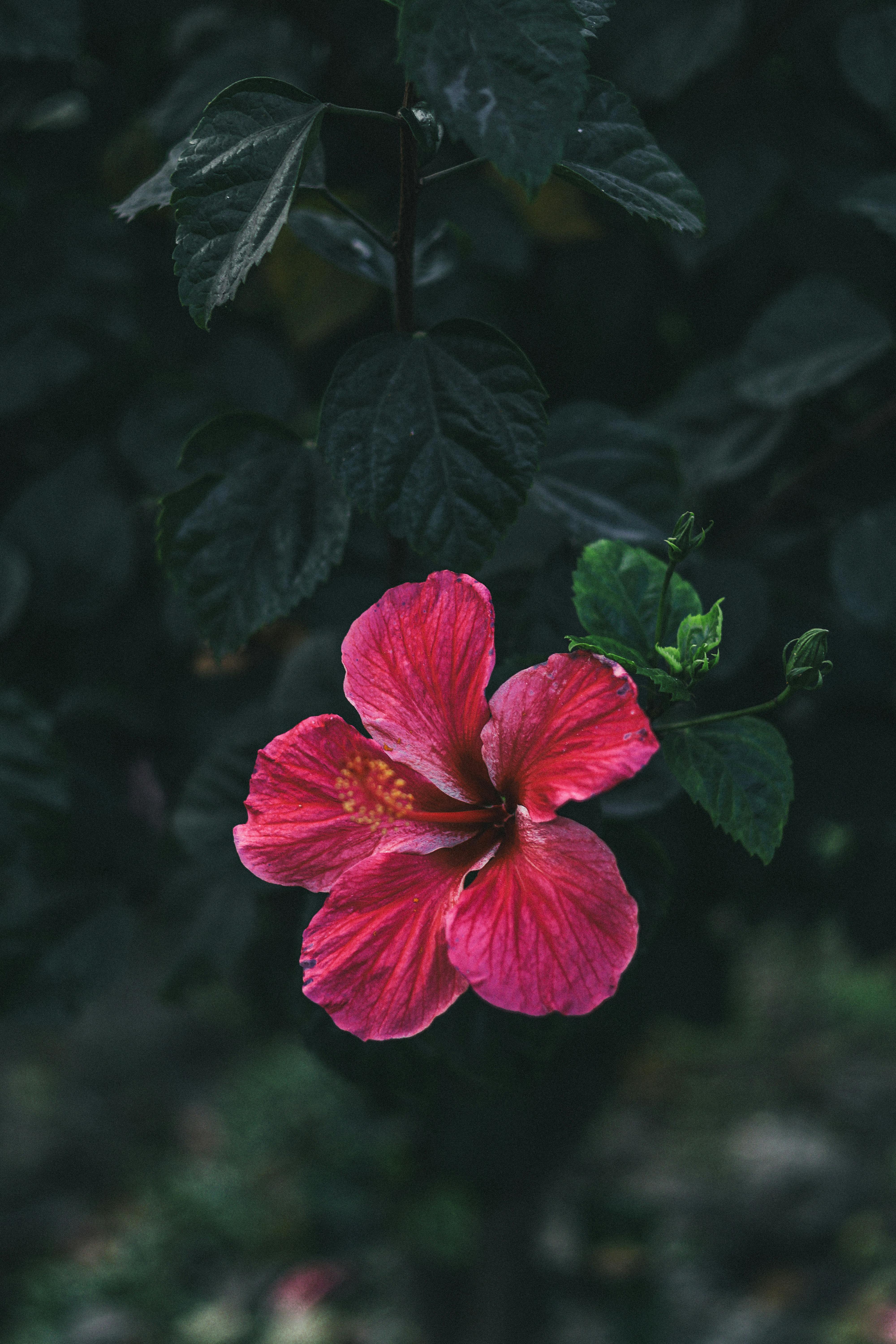Gratuit Imagine de stoc gratuită din a închide, Asia, bangladesh Fotografie de stoc