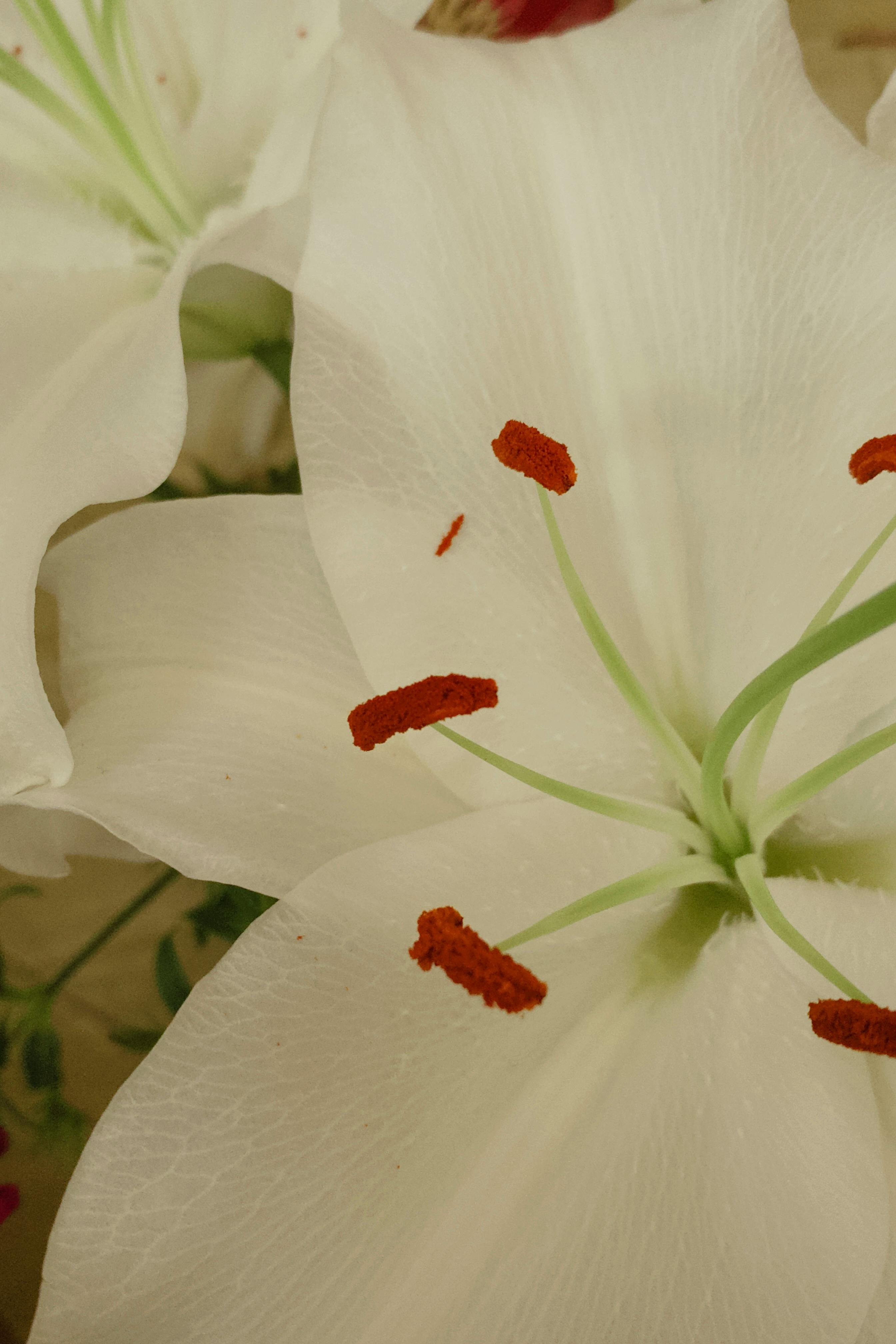 бесплатная Детальный крупный план цветка белой лилии, на котором хорошо видны лепестки и яркие тычинки. Стоковое фото