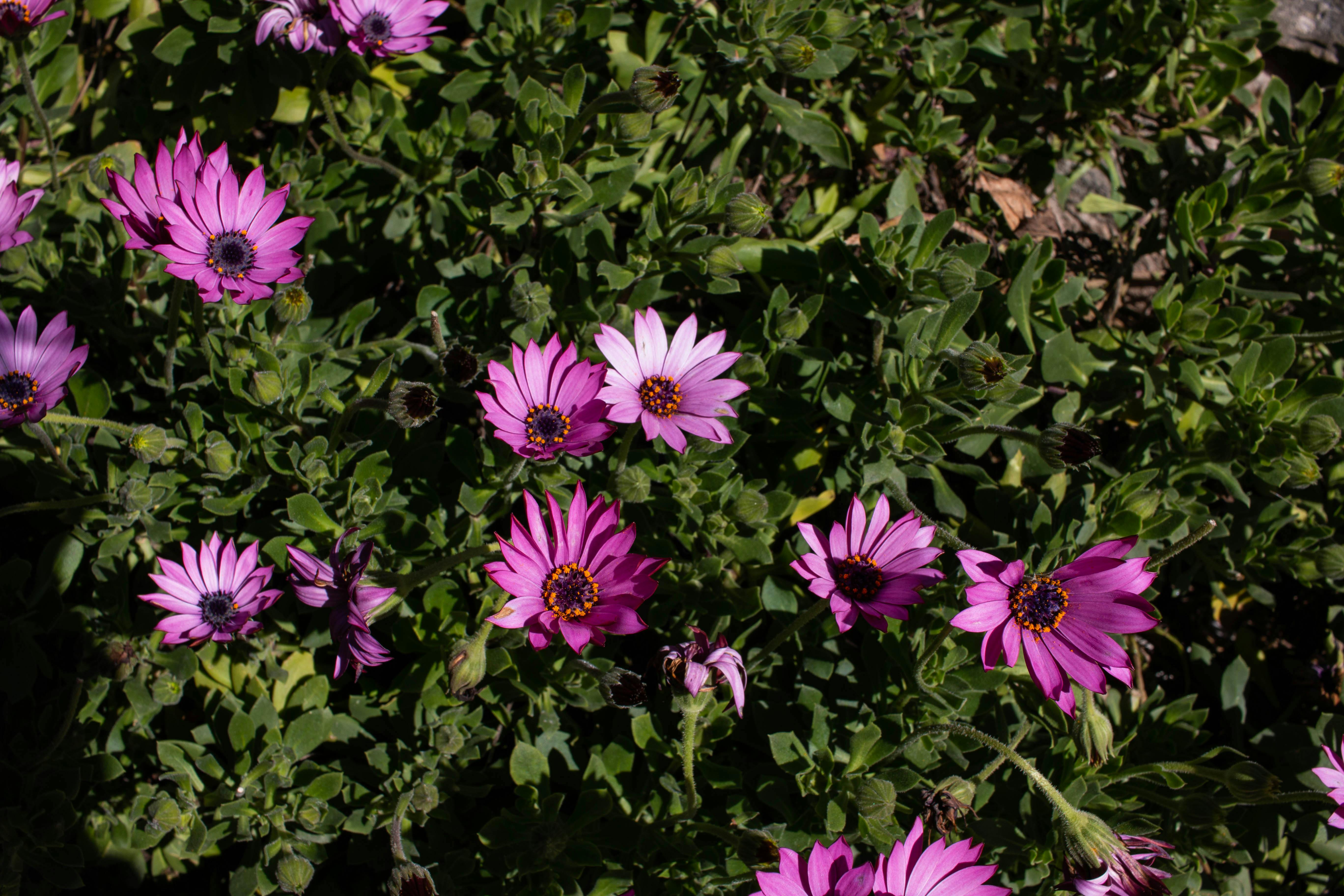 [ColoSach]-vivid-purple-african-daisies-blooming-in-spring-sunlight-in-alberobello,-italy.