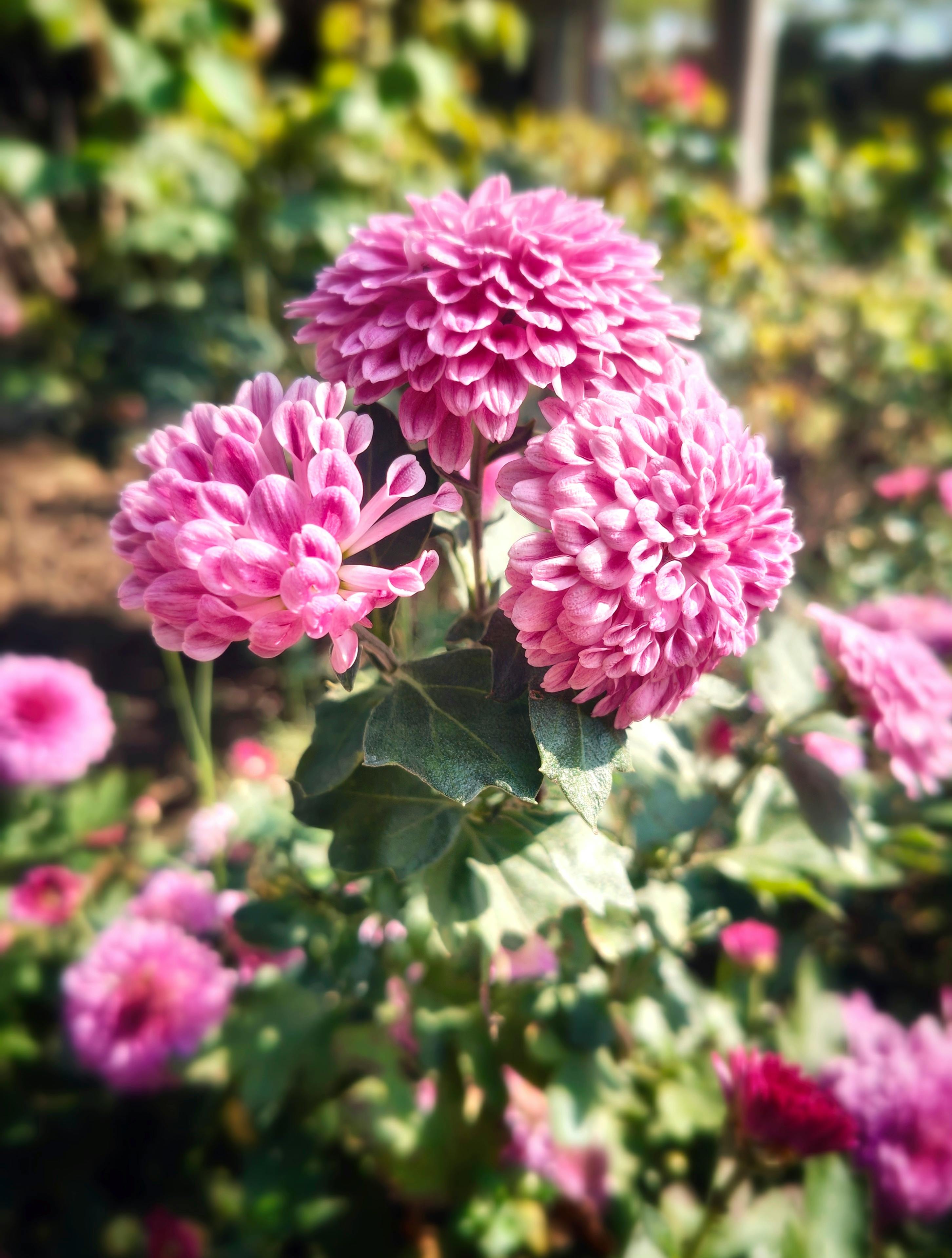 無料 庭に咲く鮮やかなピンクの菊のクローズアップ。複雑な花びらの構造がわかります。 写真素材