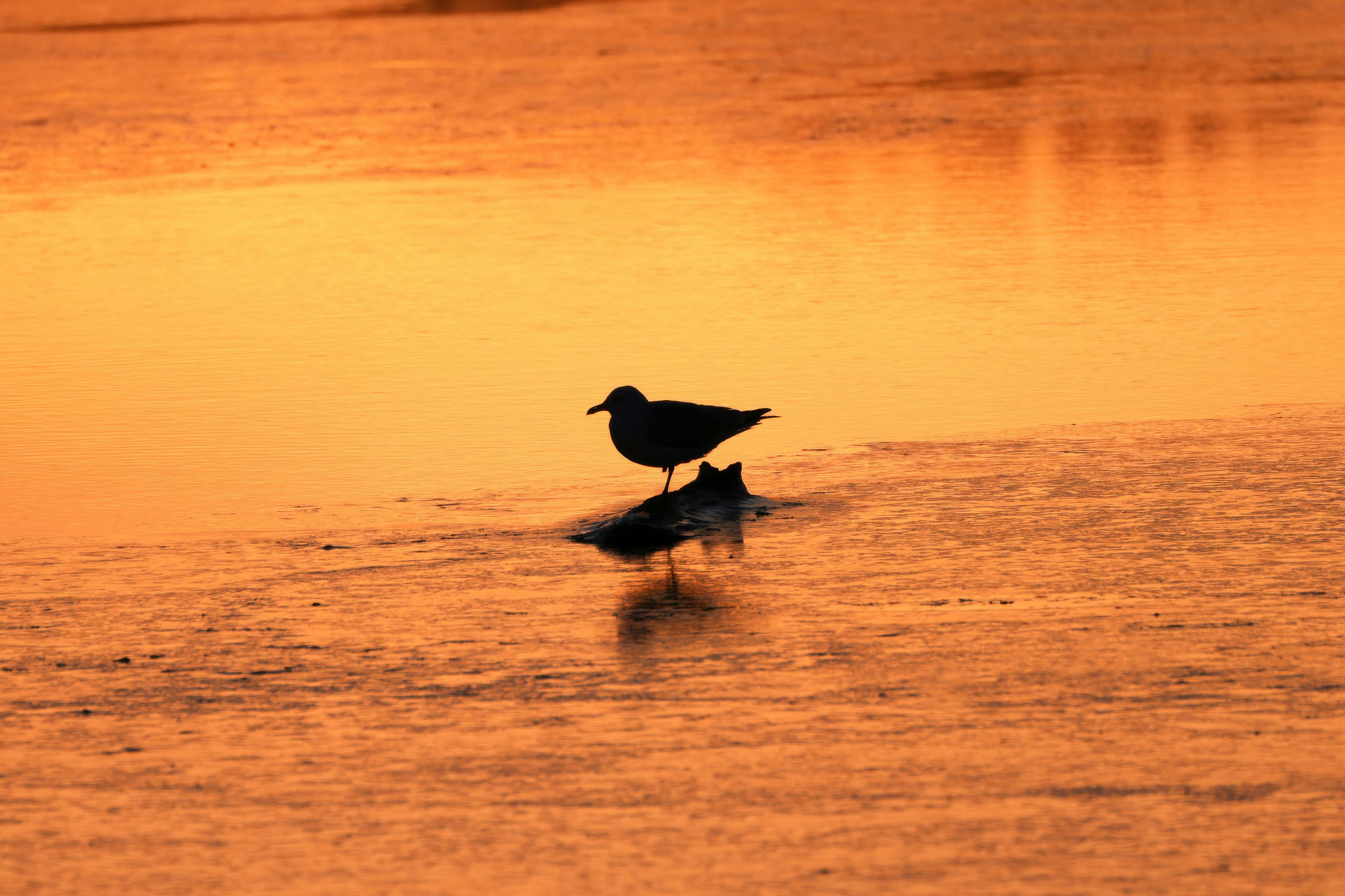 無料 shorebird, オレンジ, かもめの無料の写真素材 写真素材