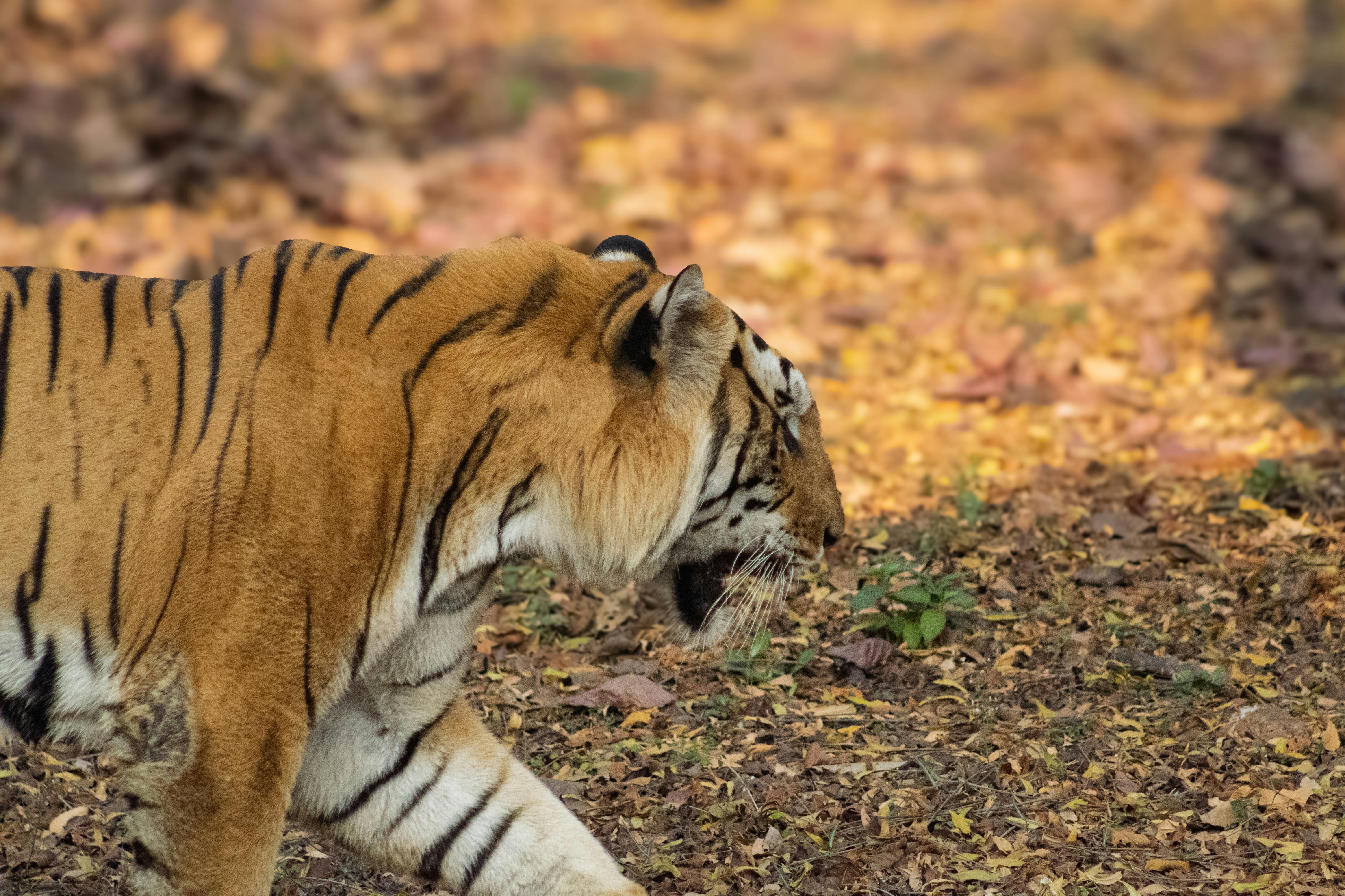 Tigers cautiously encouraged by Skubal's recovery outlook — Photo by Jayesh Krishna Althi on Pexels
