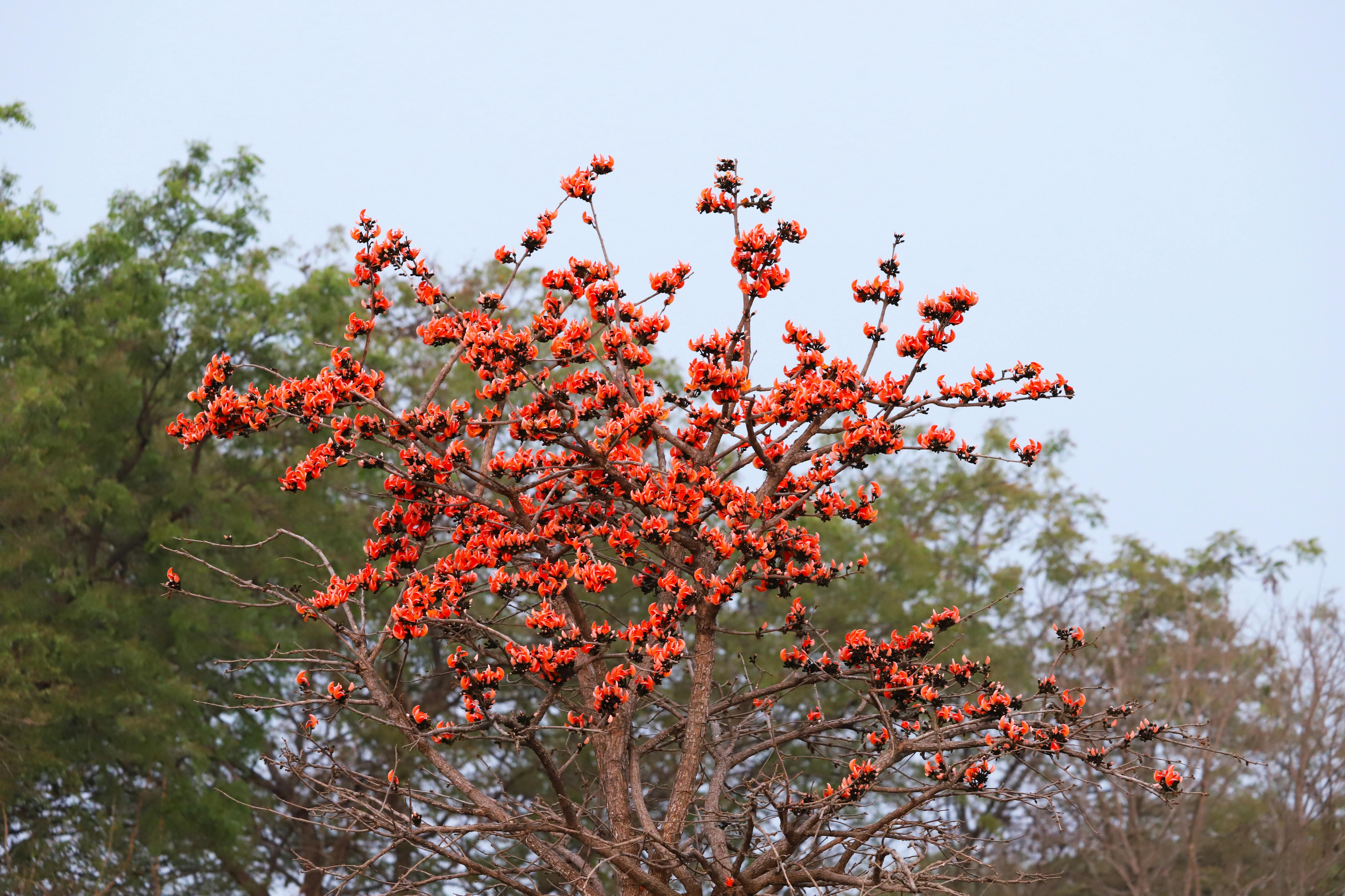 бесплатная Яркое дерево «Пламя леса» с потрясающими цветами апельсинового дерева, запечатленное на фоне безмятежной природы. Стоковое фото