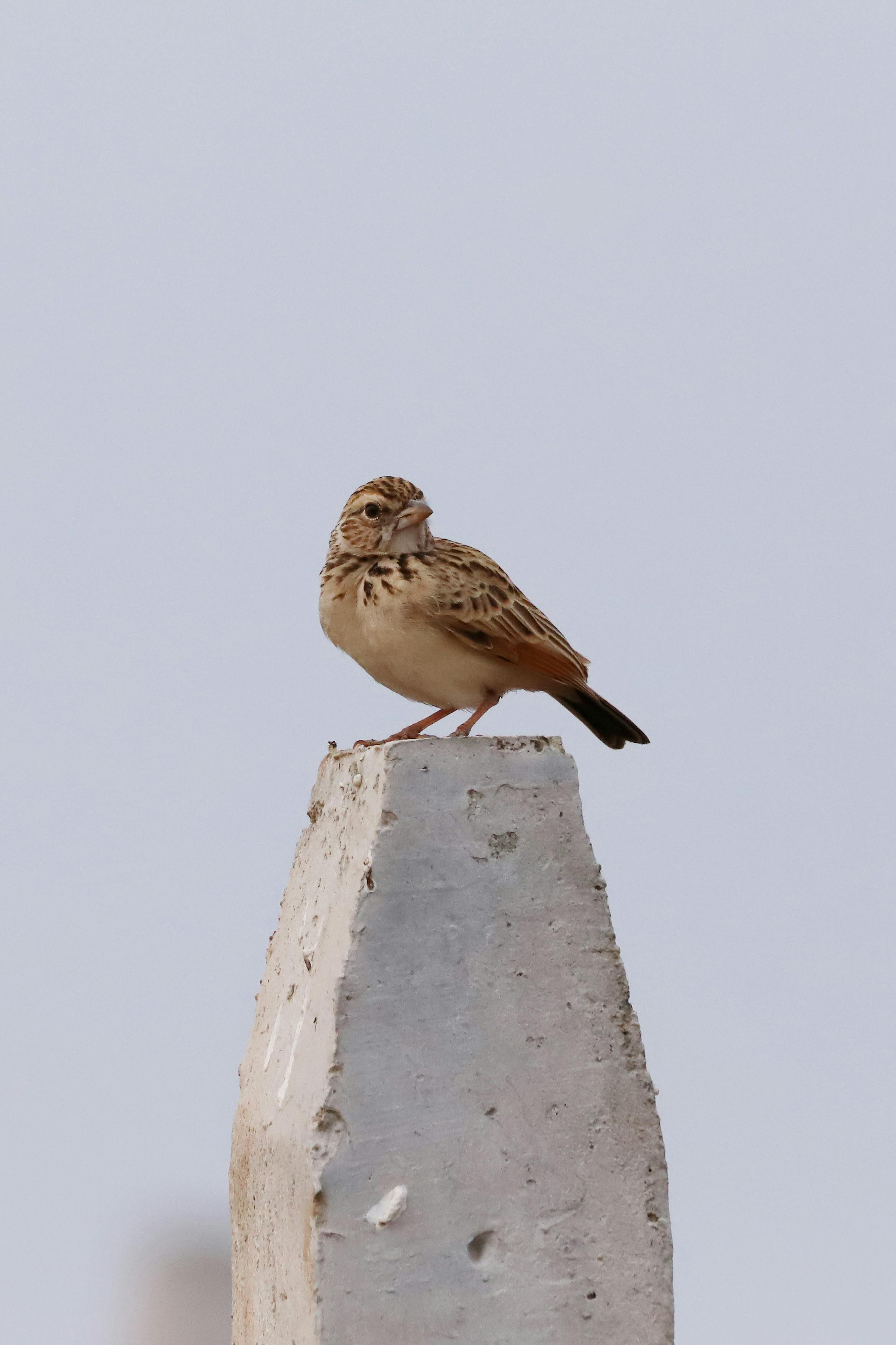 無料 くちばし, コンクリートポール, コンデステス グラマクスの無料の写真素材 写真素材