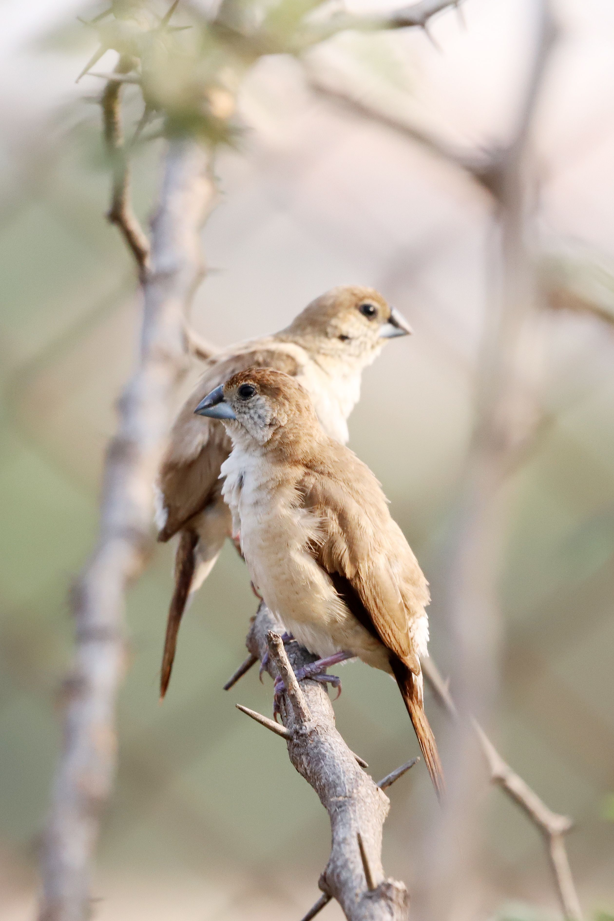 Two small birds perched on a thorny branch, captured outdoors amidst natural surroundings.
