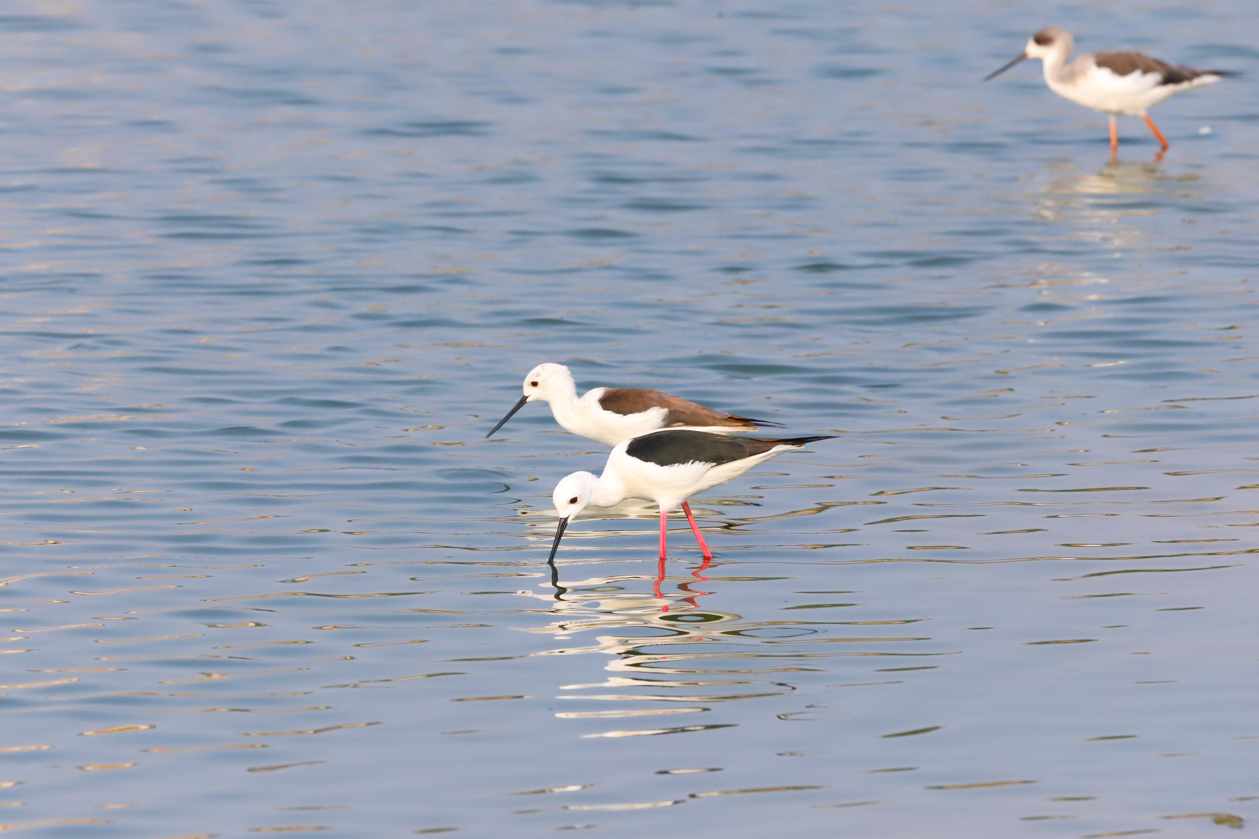 Observation Oiseaux Réserve Tancheon Wetland
