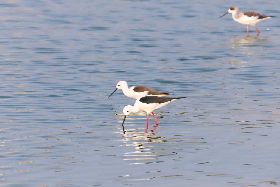 Observation Oiseaux Réserve Tancheon Wetland