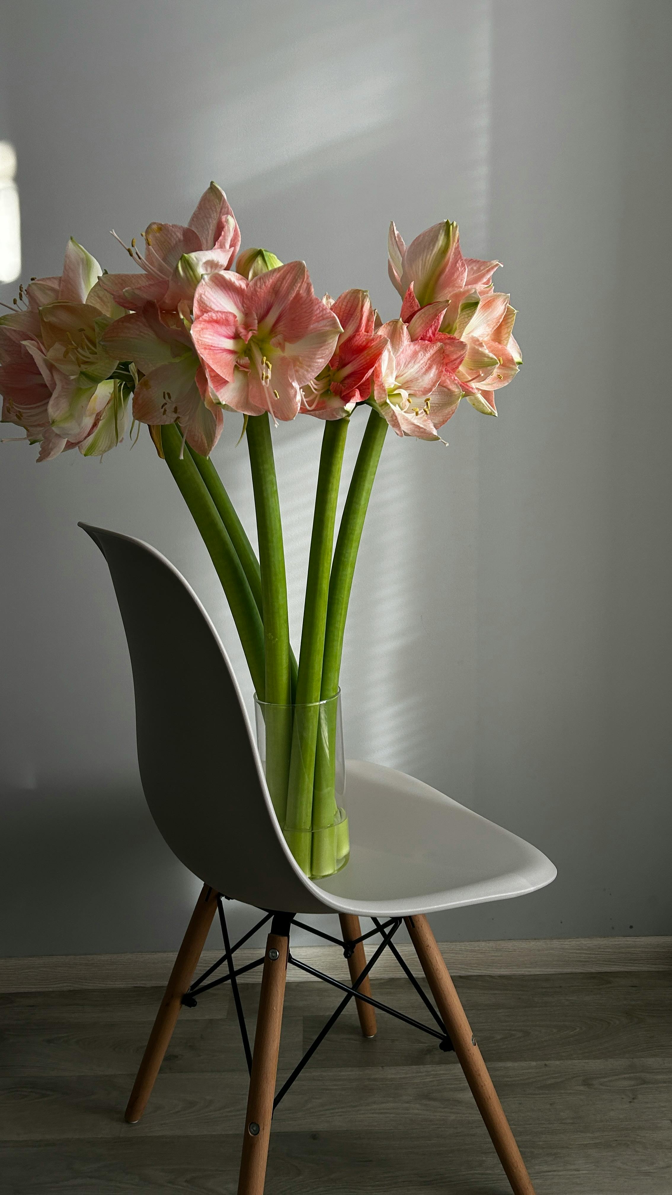 Gratis Estetisk arrangement av rosa amaryllis i en vase på en designerstol. Arkivbilde