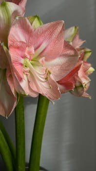 Vibrant pink Amaryllis flowers in full bloom with green stems, captured indoors with soft lighting.