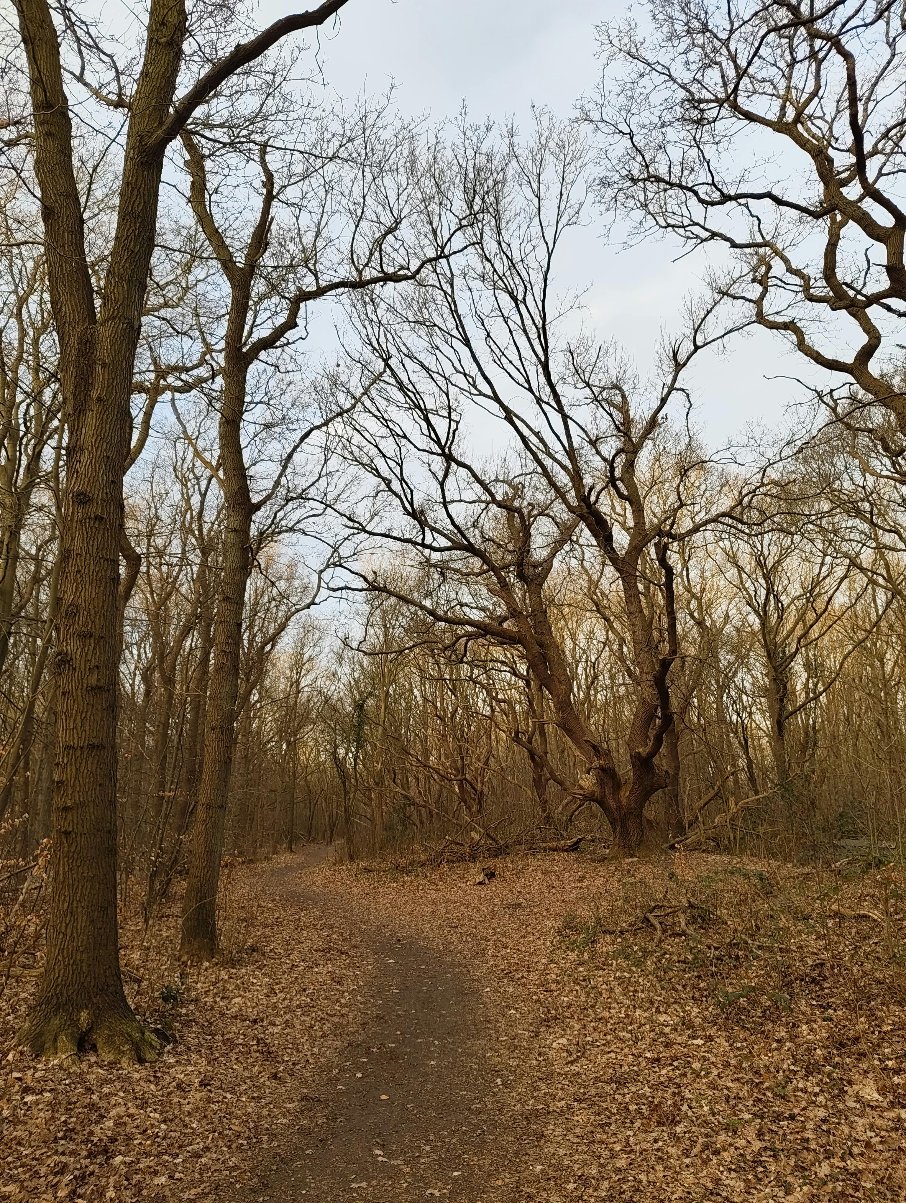 бесплатная Тихая лесная тропа осенью в Кастрикуме, Северная Голландия, прекрасные голые деревья под спокойным небом. Стоковое фото