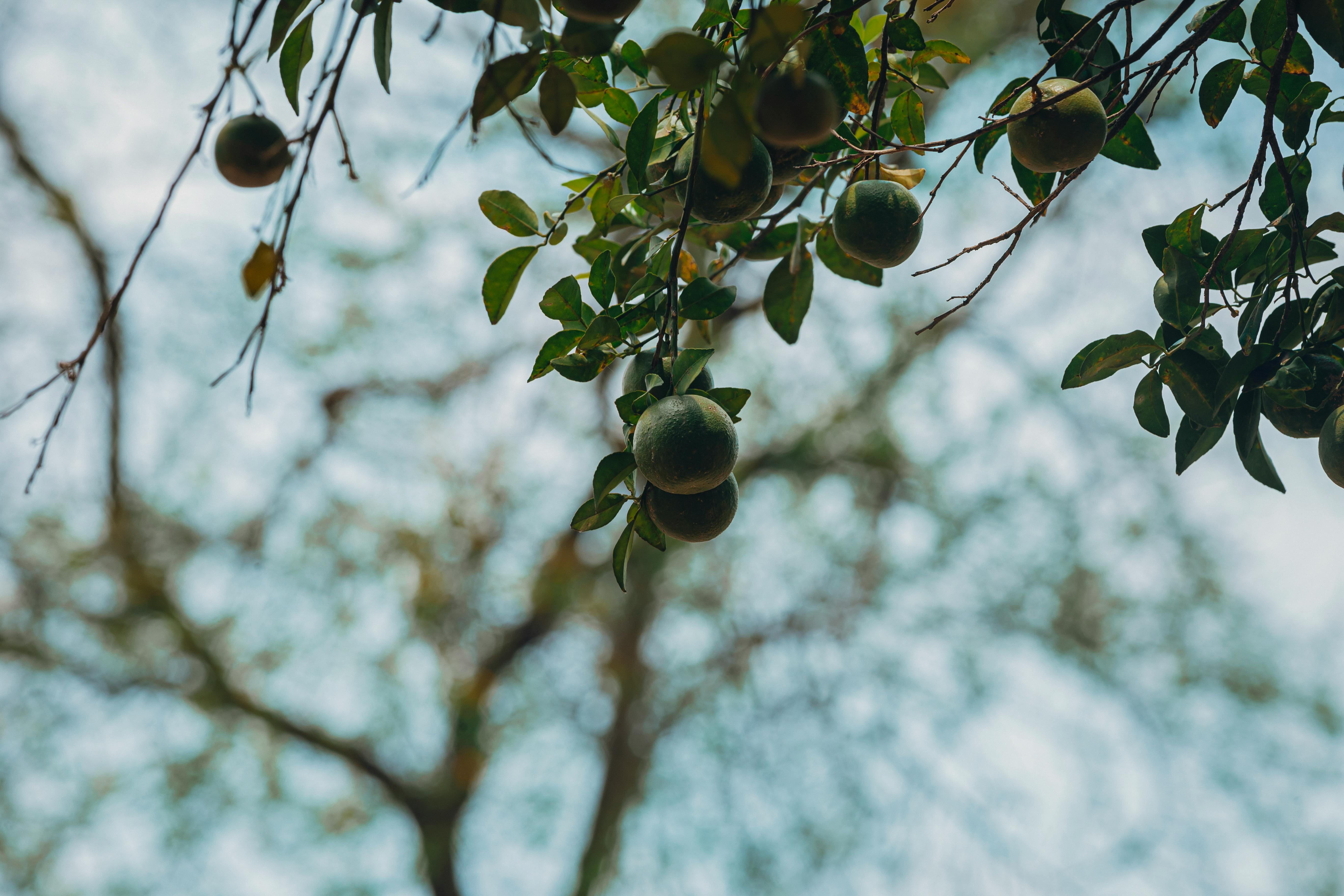 Free Oranges hanging from a tree branch with a clear sky background. Stock Photo
