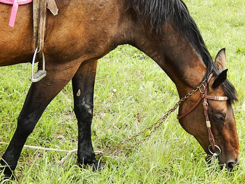 Free stock photo of horse, slovakia Stock Photo
