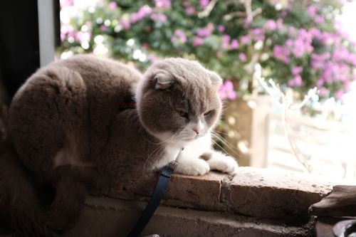 Free Scottish Fold cat enjoying a warm day in Bến Tre, Vietnam, with vibrant blossoms in the background. Stock Photo