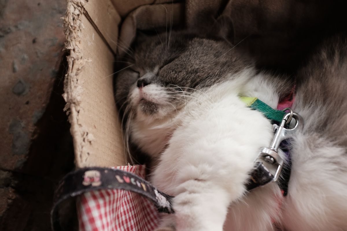 Promener son chat en harnais : les bons réflexes - Habituer son chat au harnais étape par étape