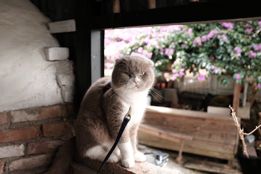 Free stock photo of cute cat, grey cat