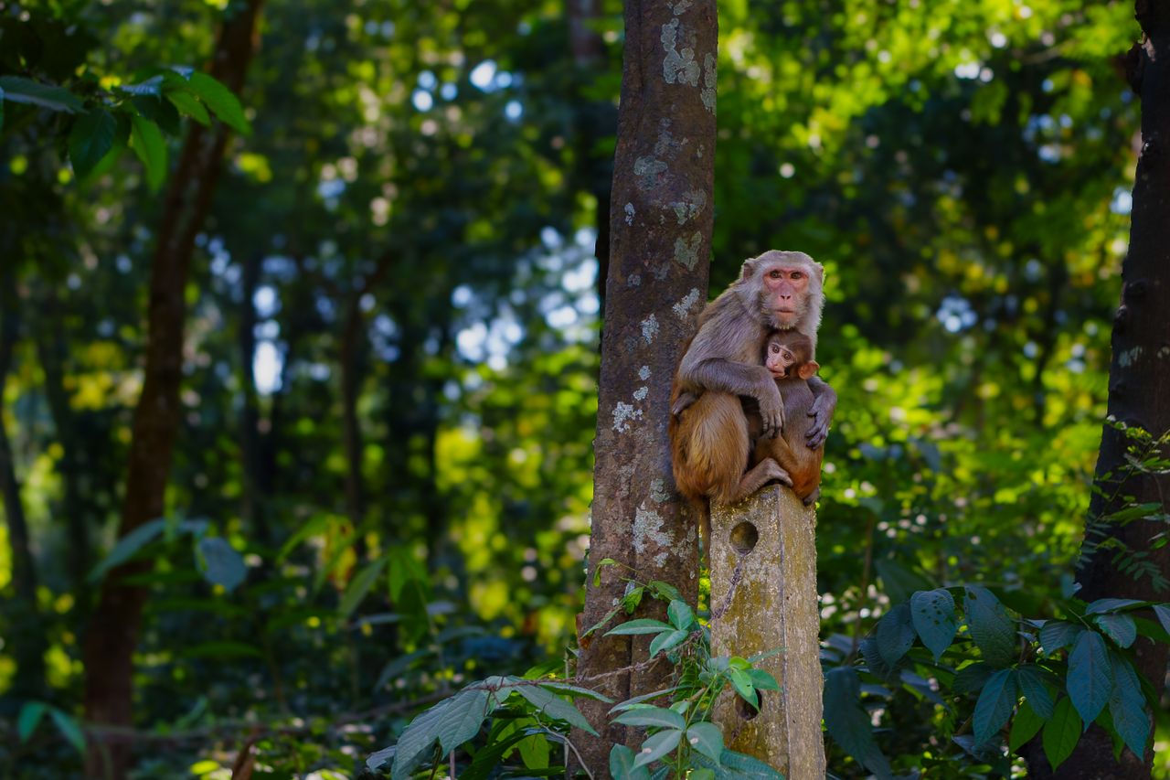 a mother monkey cuddling her baby in a picturesque forest setting surr