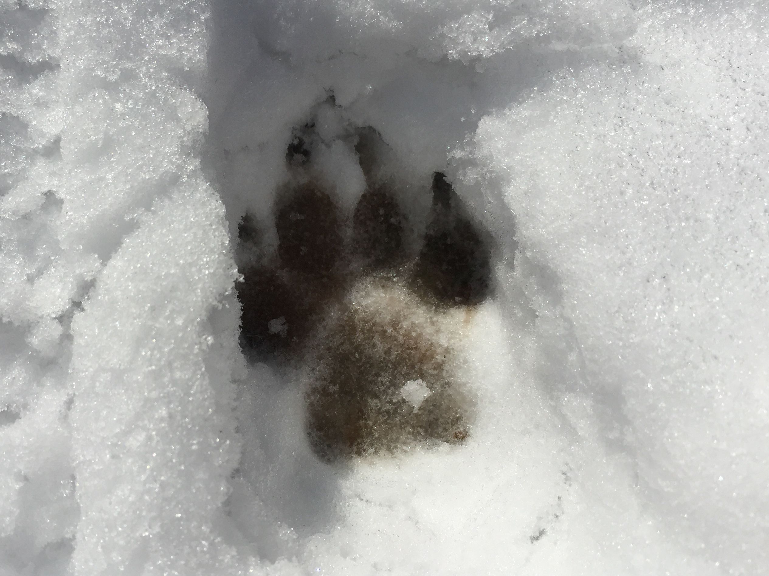 Animal Paw Print in Snow Captured Outdoors · Free Stock Photo
