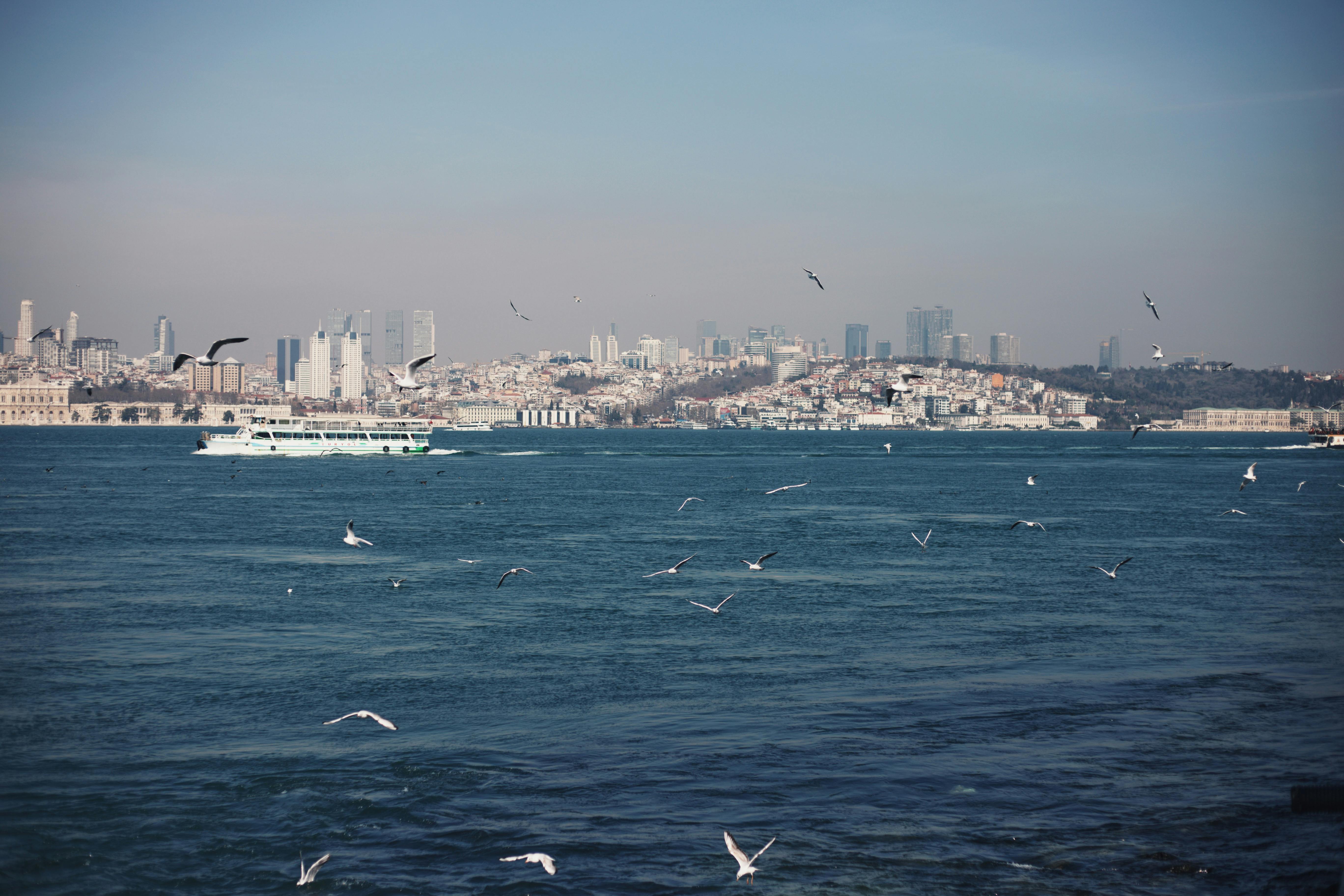 無料 晴れた空の下のイスタンブールのボスポラス海峡、カモメ、フェリーの美しい景色。 写真素材
