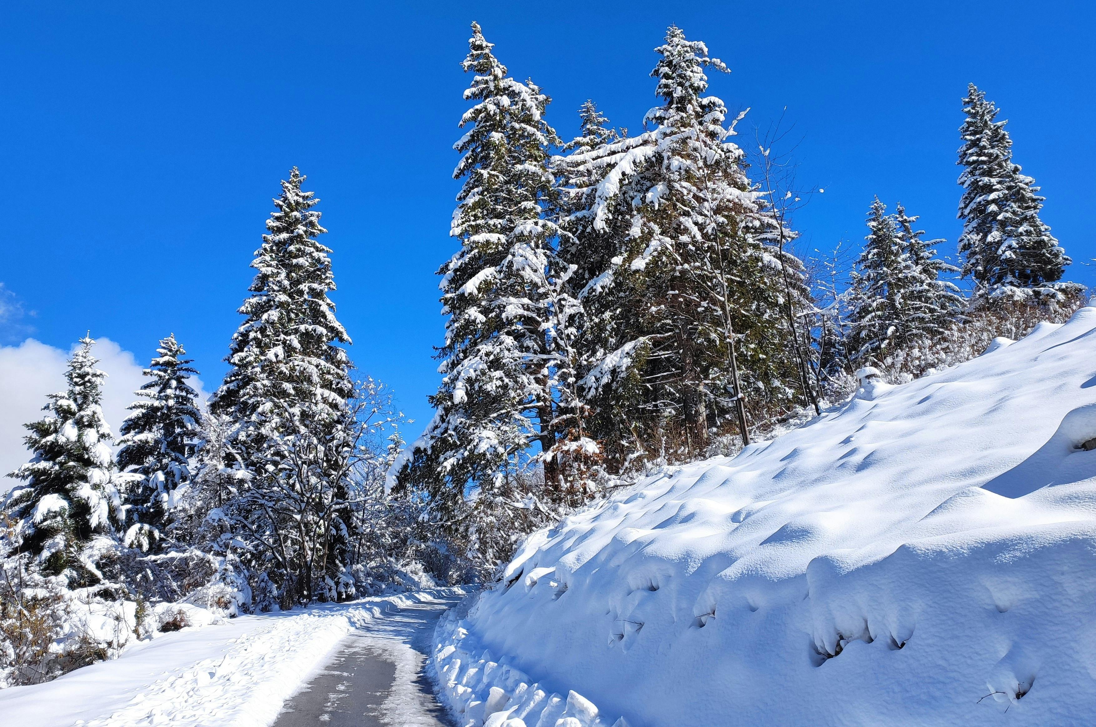 無料 冬の風景、澄んだ青空の下の美しい雪に覆われた松の木。 写真素材