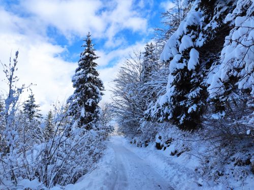 Free Serene winter scene of a snowy path surrounded by trees in Trebevic. Captured outdoors during the day. Stock Photo