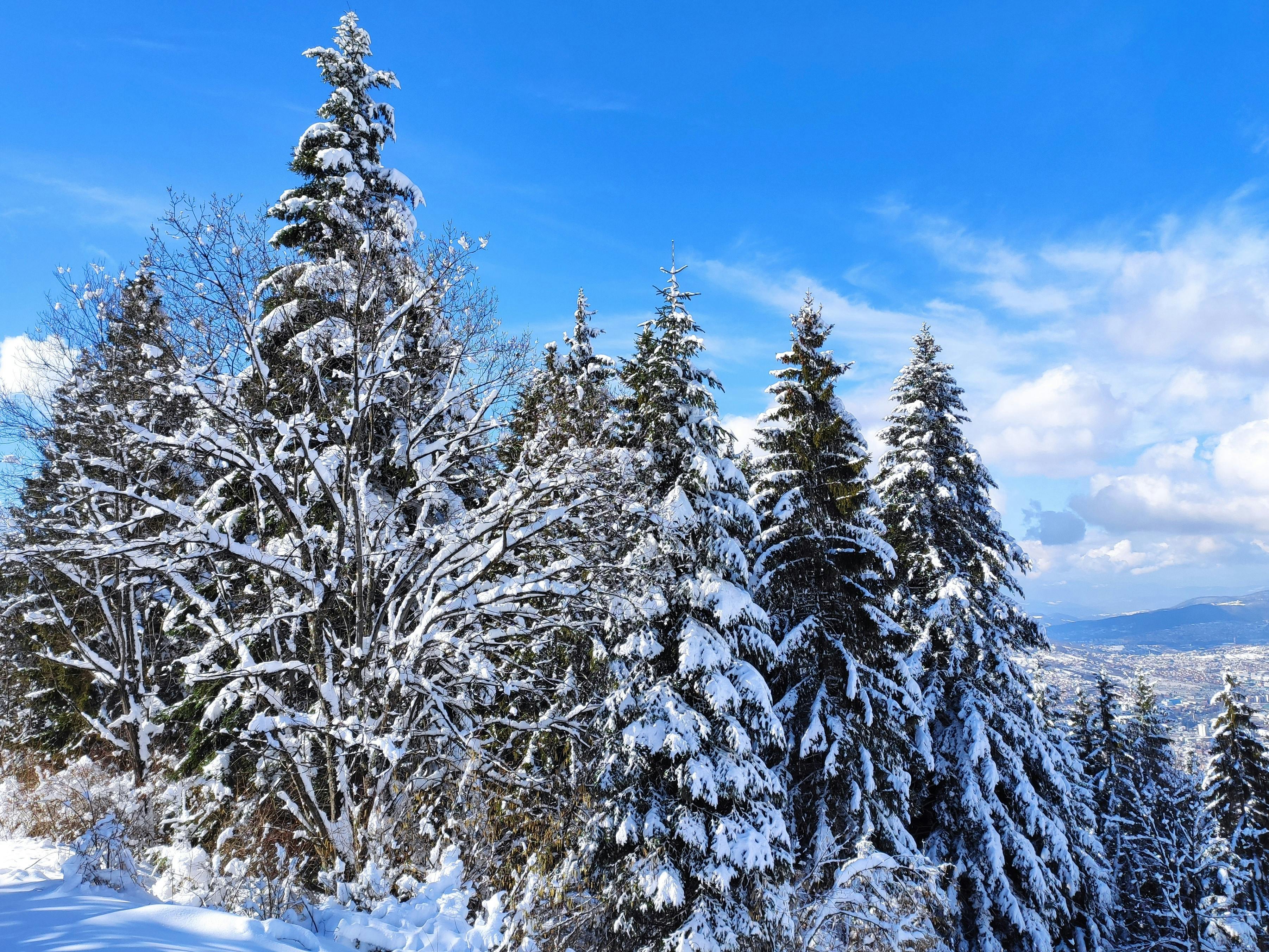 бесплатная Волшебная зимняя картина: заснеженные сосны и голубое небо в Требевиче, Босния. Стоковое фото