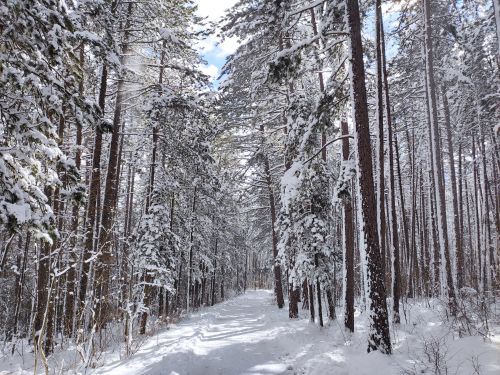 Free A tranquil snowy pathway through a dense pine forest, capturing the essence of winter's beauty. Stock Photo
