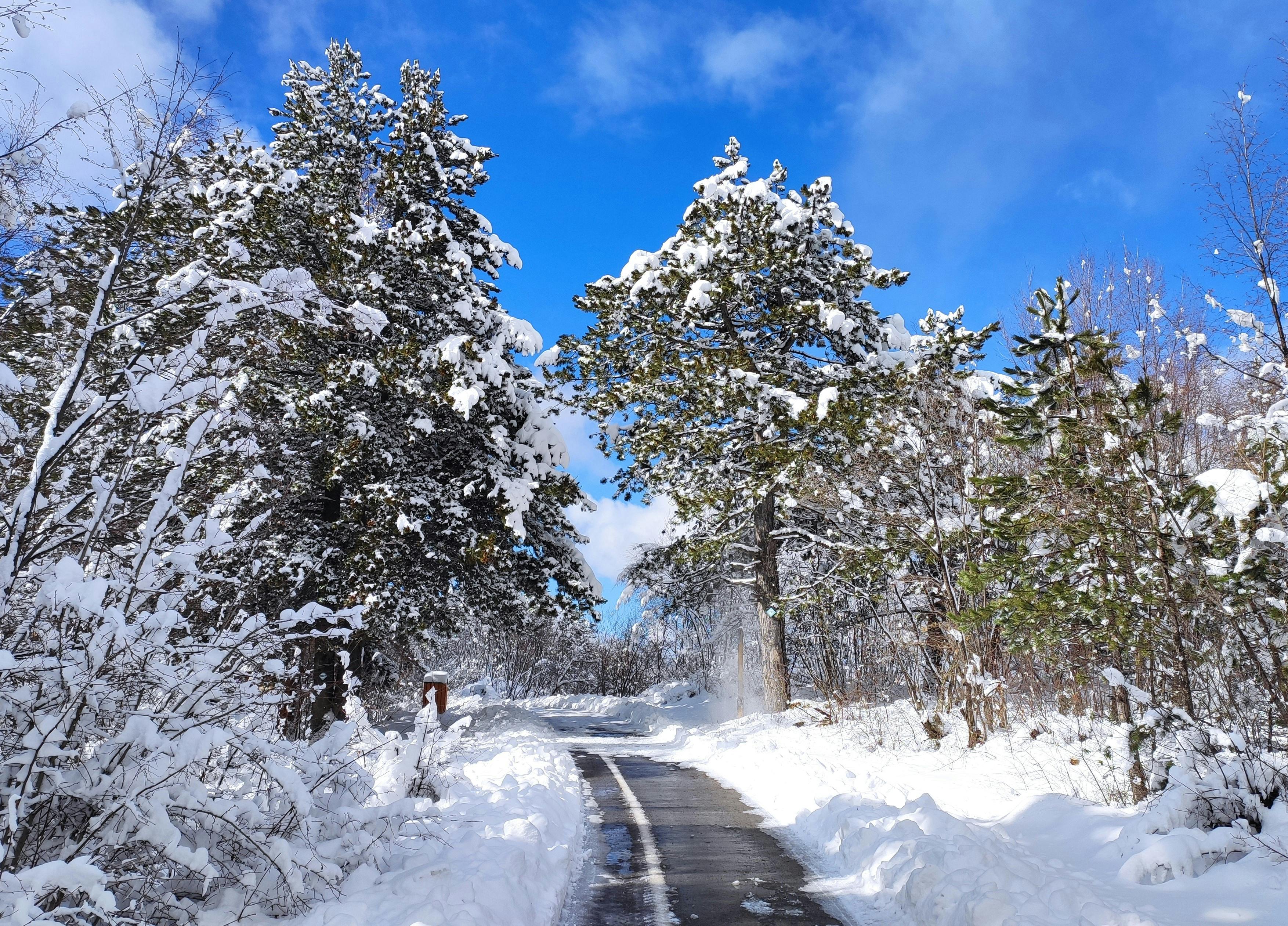 無料 明るい青空の下、森の中の静かな雪道は、冬の美しさの真髄を捉えています。 写真素材