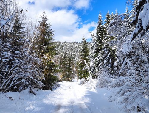 Free Explore a picturesque snow-covered forest path in Sarajevo, Bosnia during winter. Stock Photo