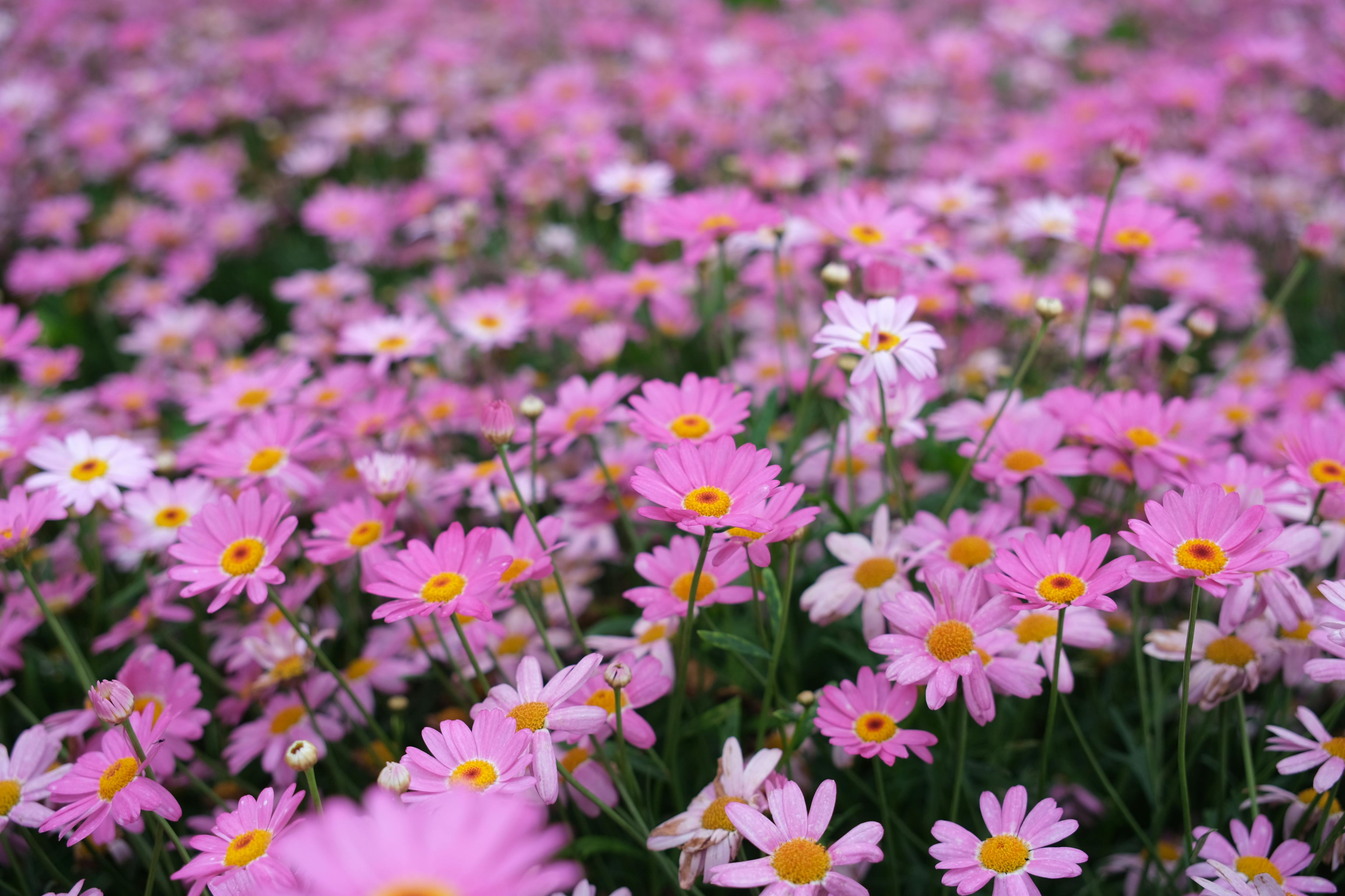 [ColoSach]-a-vibrant-field-of-pink-daisies-in-dalat,-vietnam,-showcasing-natural-beauty-with-vivid-floral-colors.