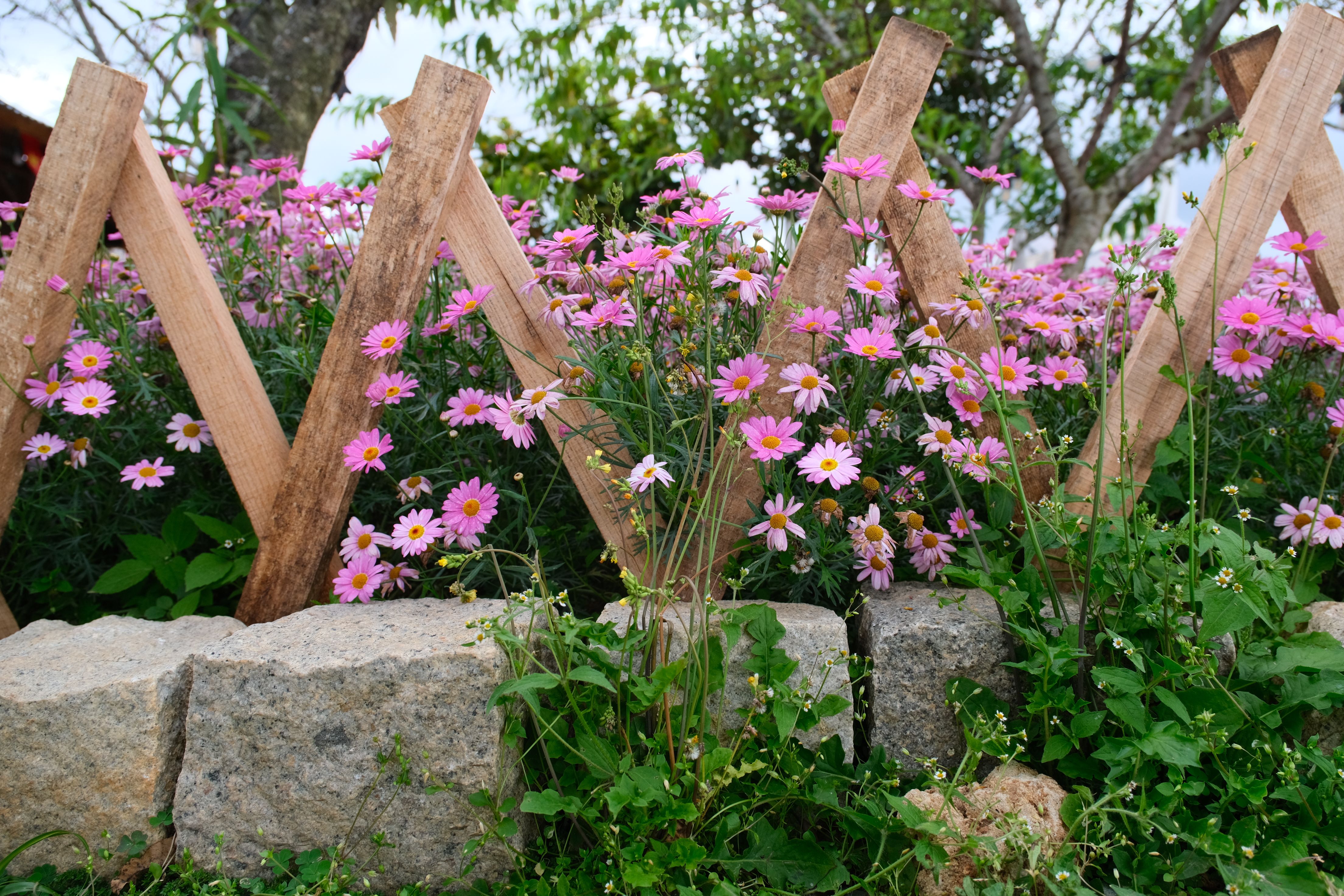 Beautiful pink daisies in full bloom beside a rustic wooden fence in Dalat, Vietnam.
