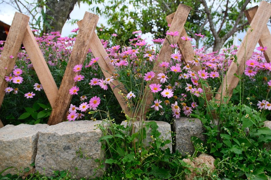 Beautiful pink daisies in full bloom beside a rustic wooden fence in Dalat, Vietnam.