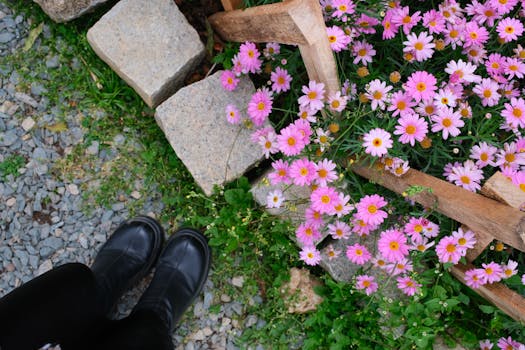 Vibrant pink daisies blooming beside a wooden fence in Dalat, Vietnam garden.