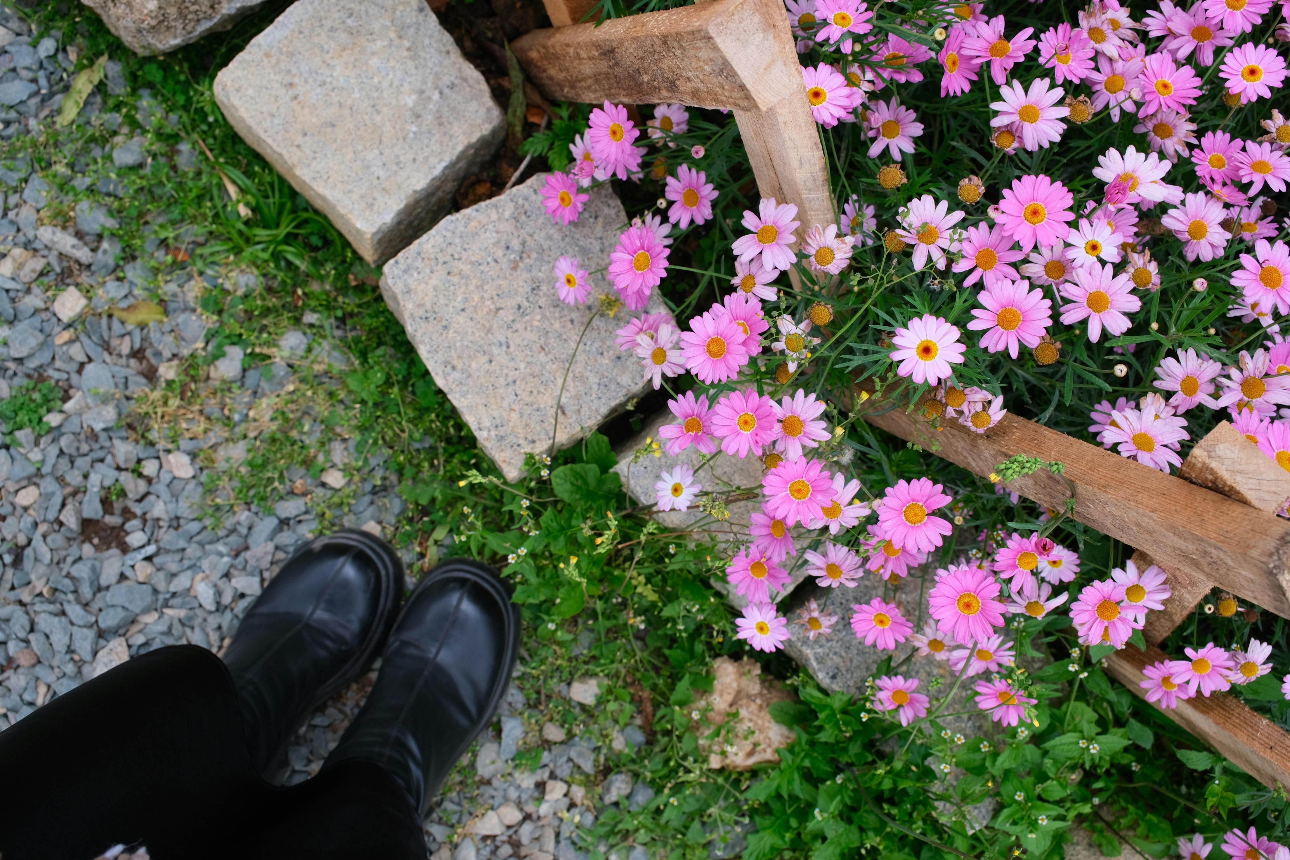 Free Vibrant pink daisies blooming beside a wooden fence in Dalat, Vietnam garden. Stock Photo