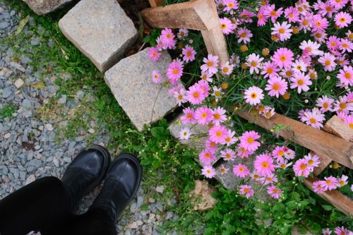Free Vibrant pink daisies blooming beside a wooden fence in Dalat, Vietnam garden. Stock Photo