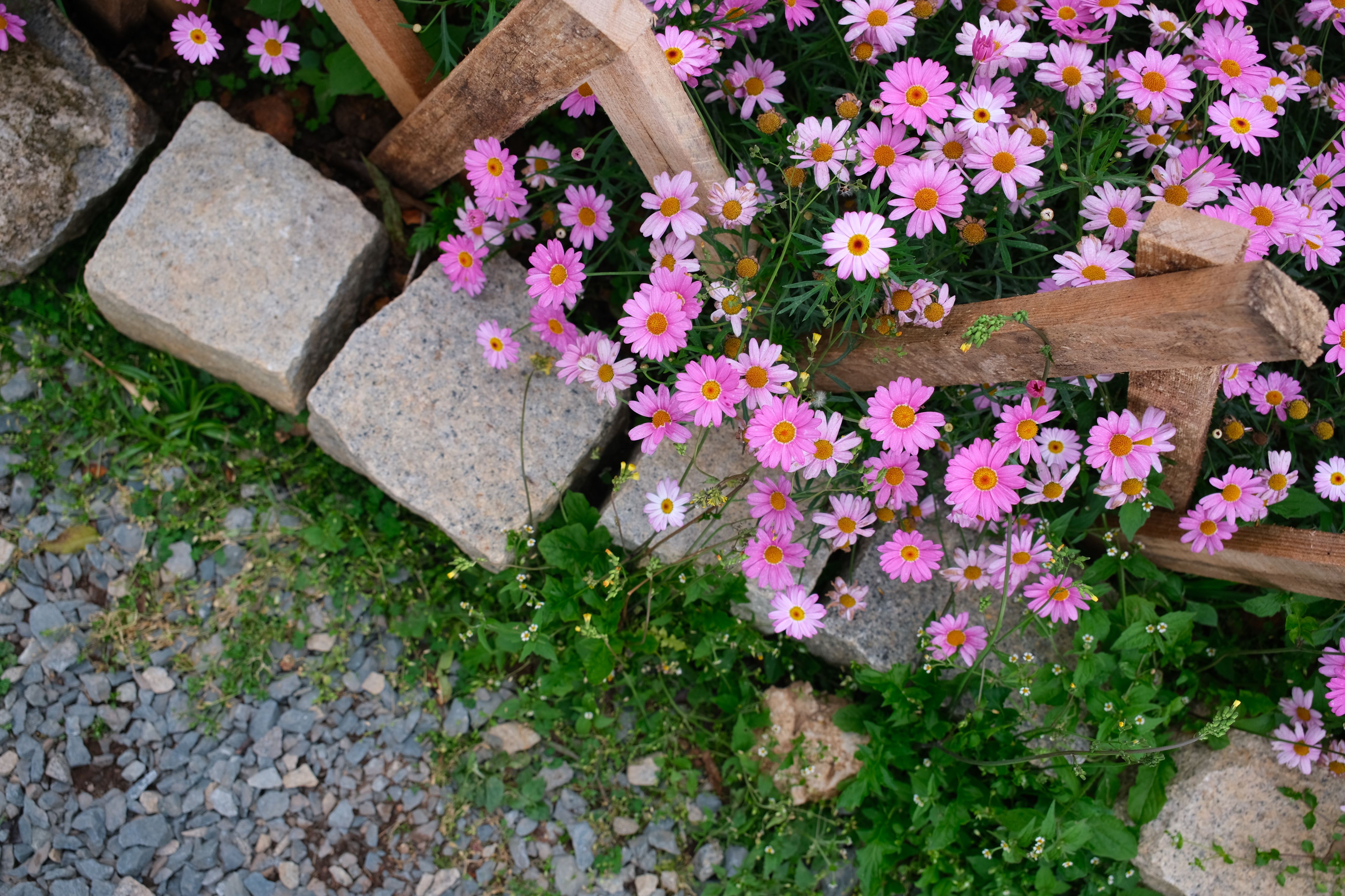Steinweg durch einen Garten