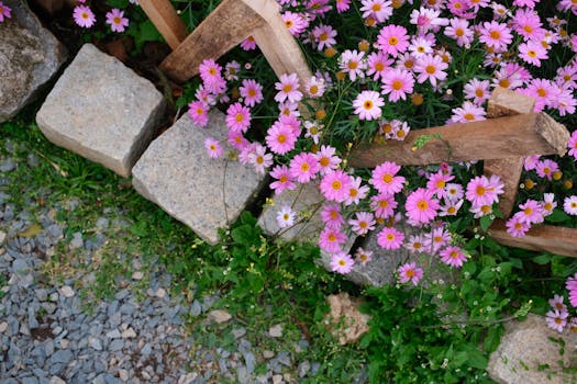 Beautiful pink daisies bloom vibrantly by a rustic fence in Dalat, Vietnam.